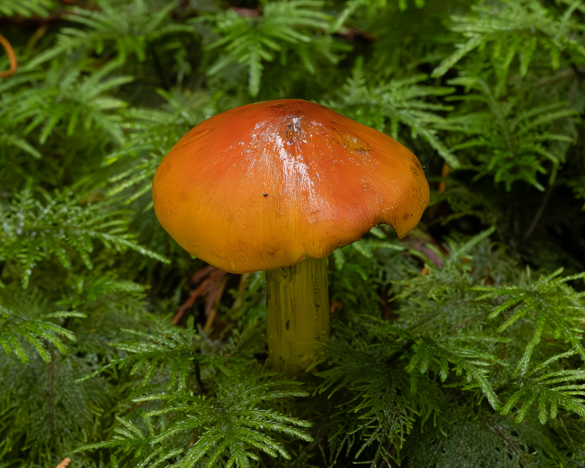 Western witches hat (Hygrocybe singeri), Hummel Lake Preserve