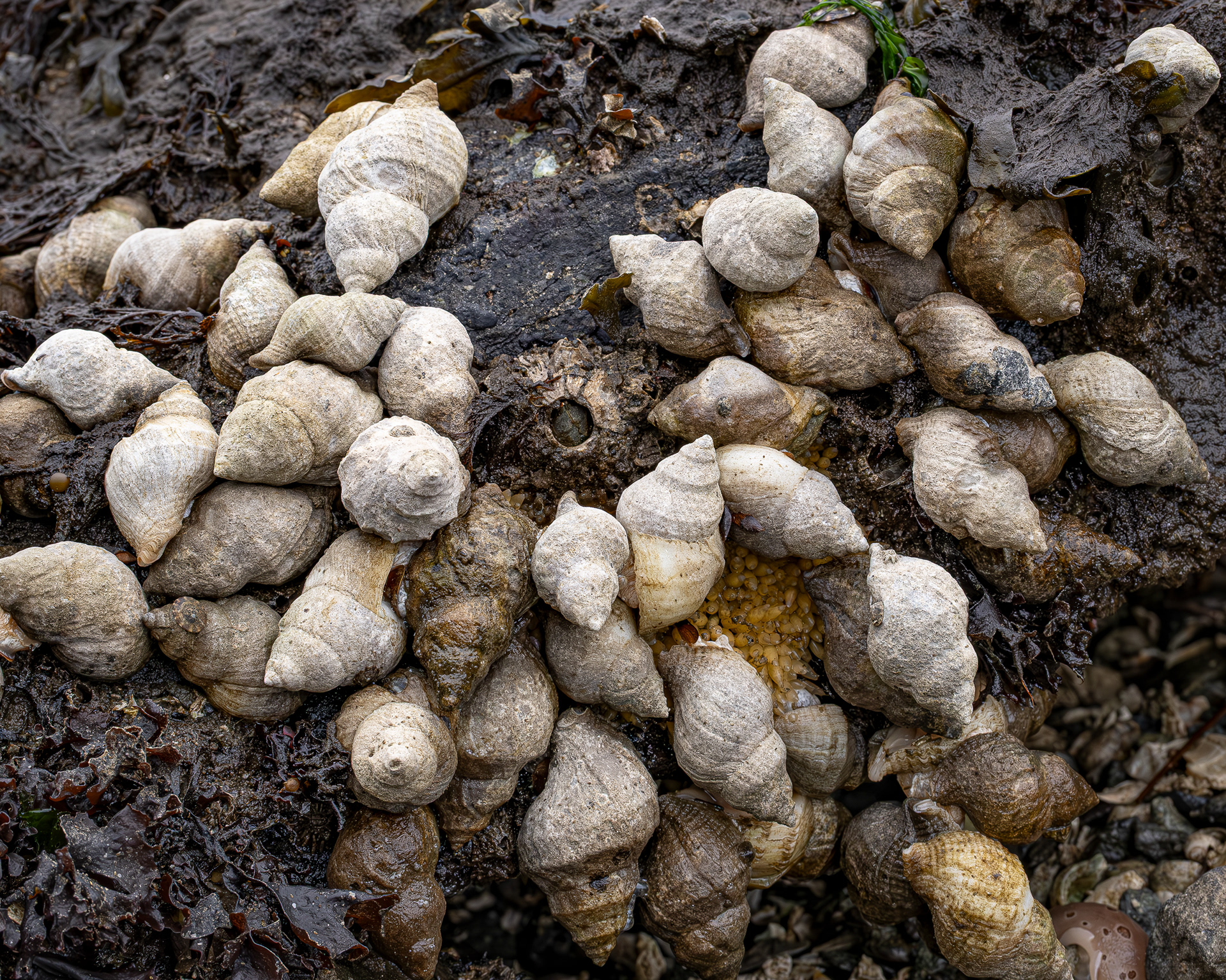 Frilled Dogwinkle, Davis Head