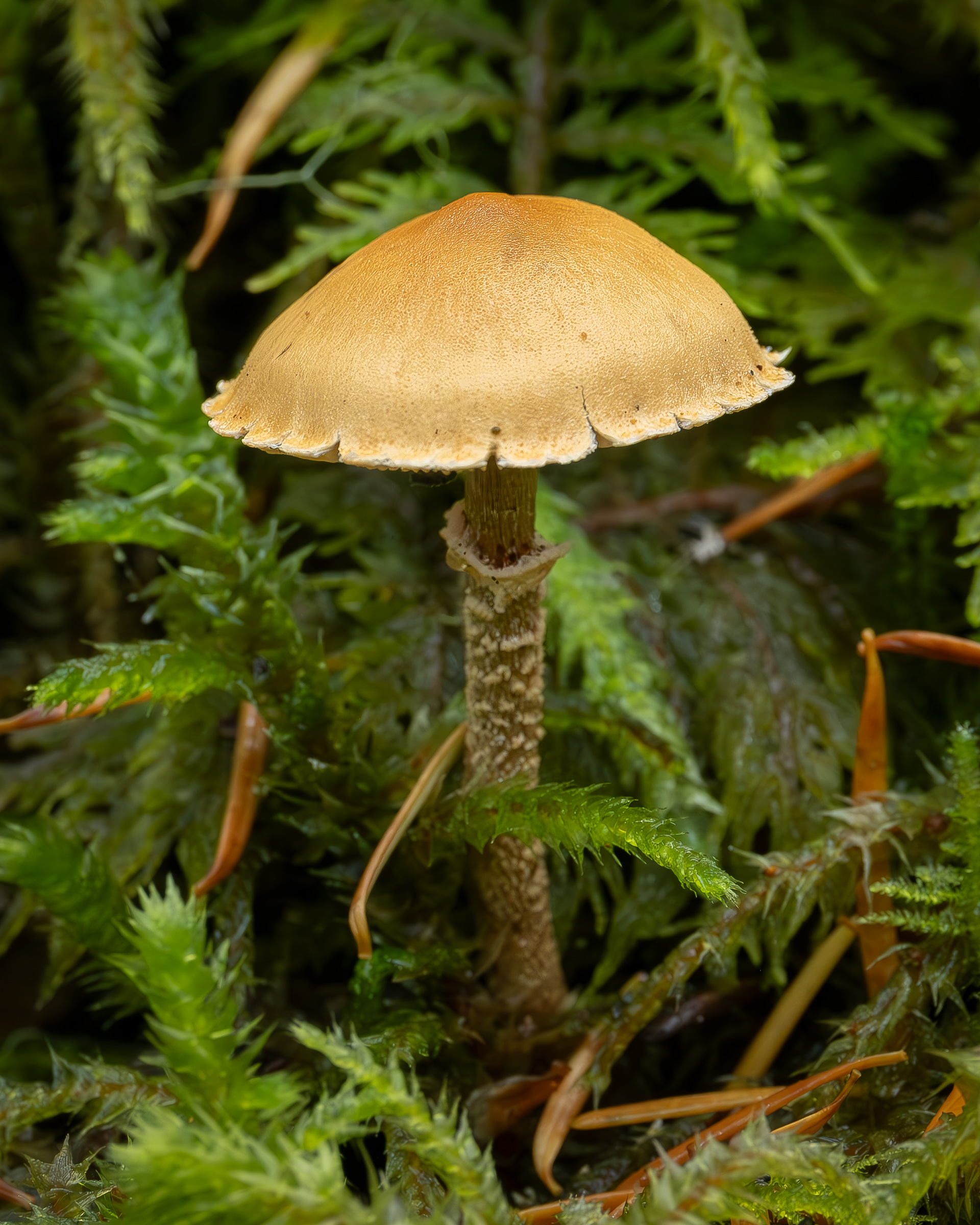 Earthy powdercap (Cystoderma amianthinum), Chadwick Hill