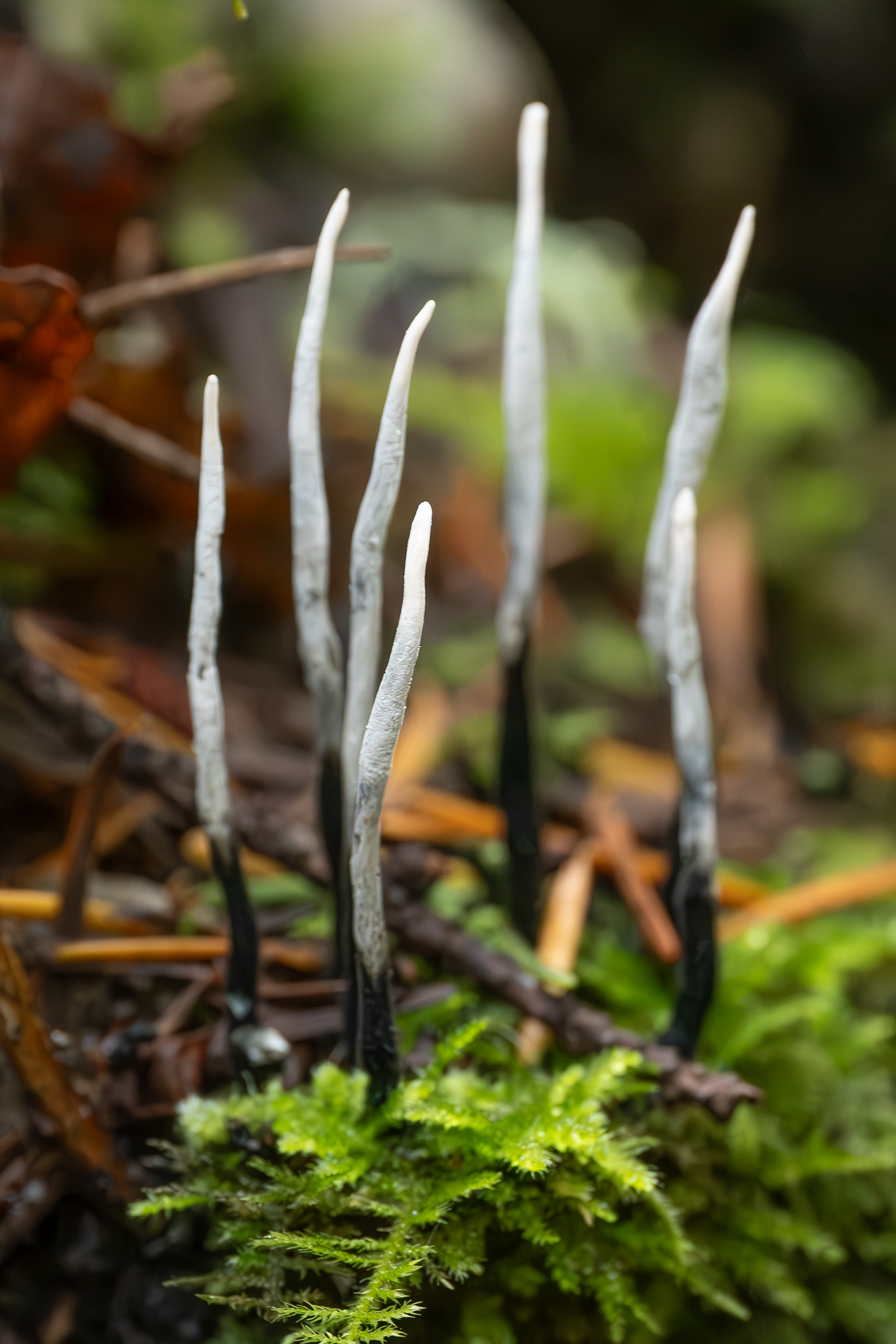 Candlesnuff fungus (Xylaria hypoxylon), Odlin Park