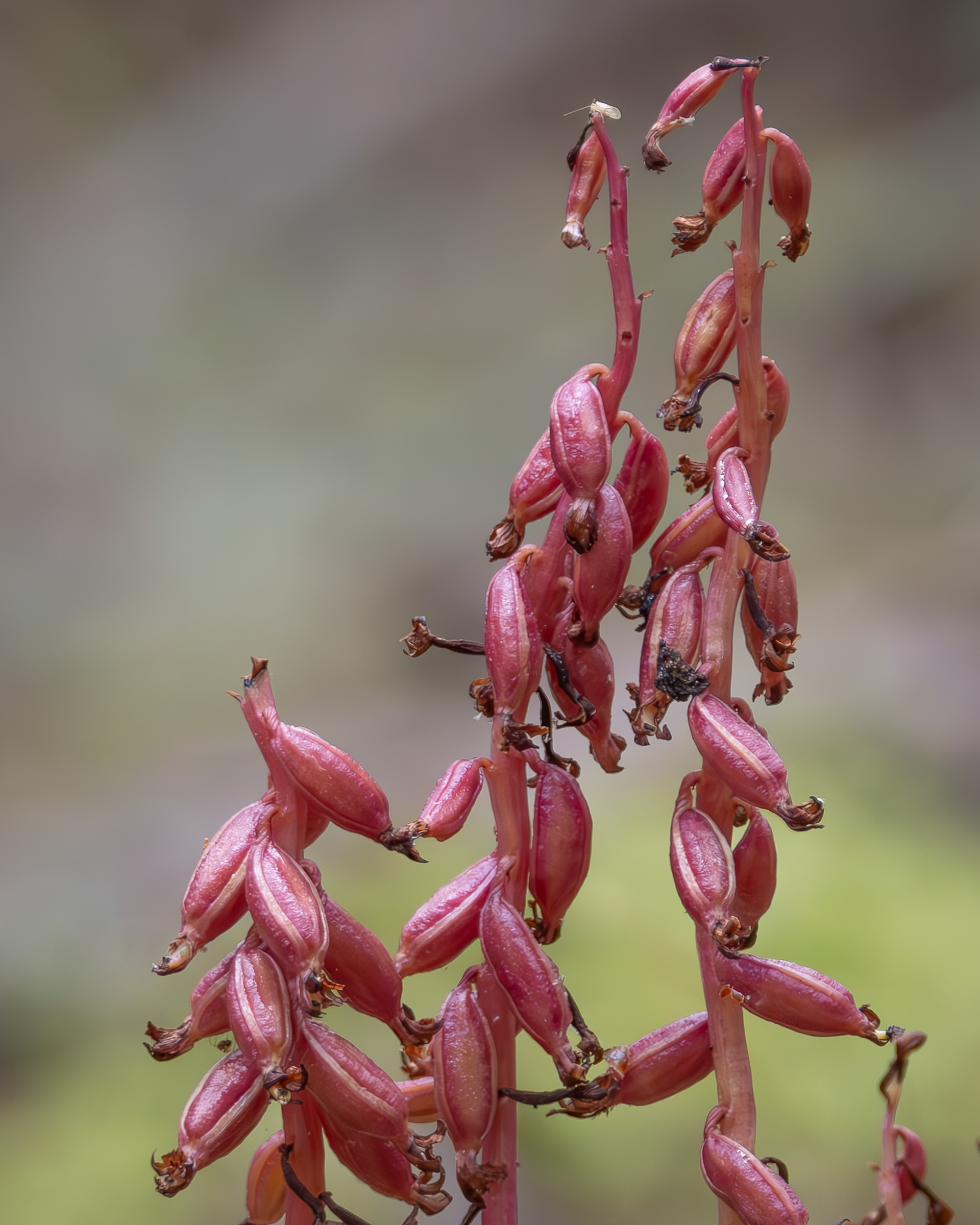 Coralroot seed pods, Chadwick Hill