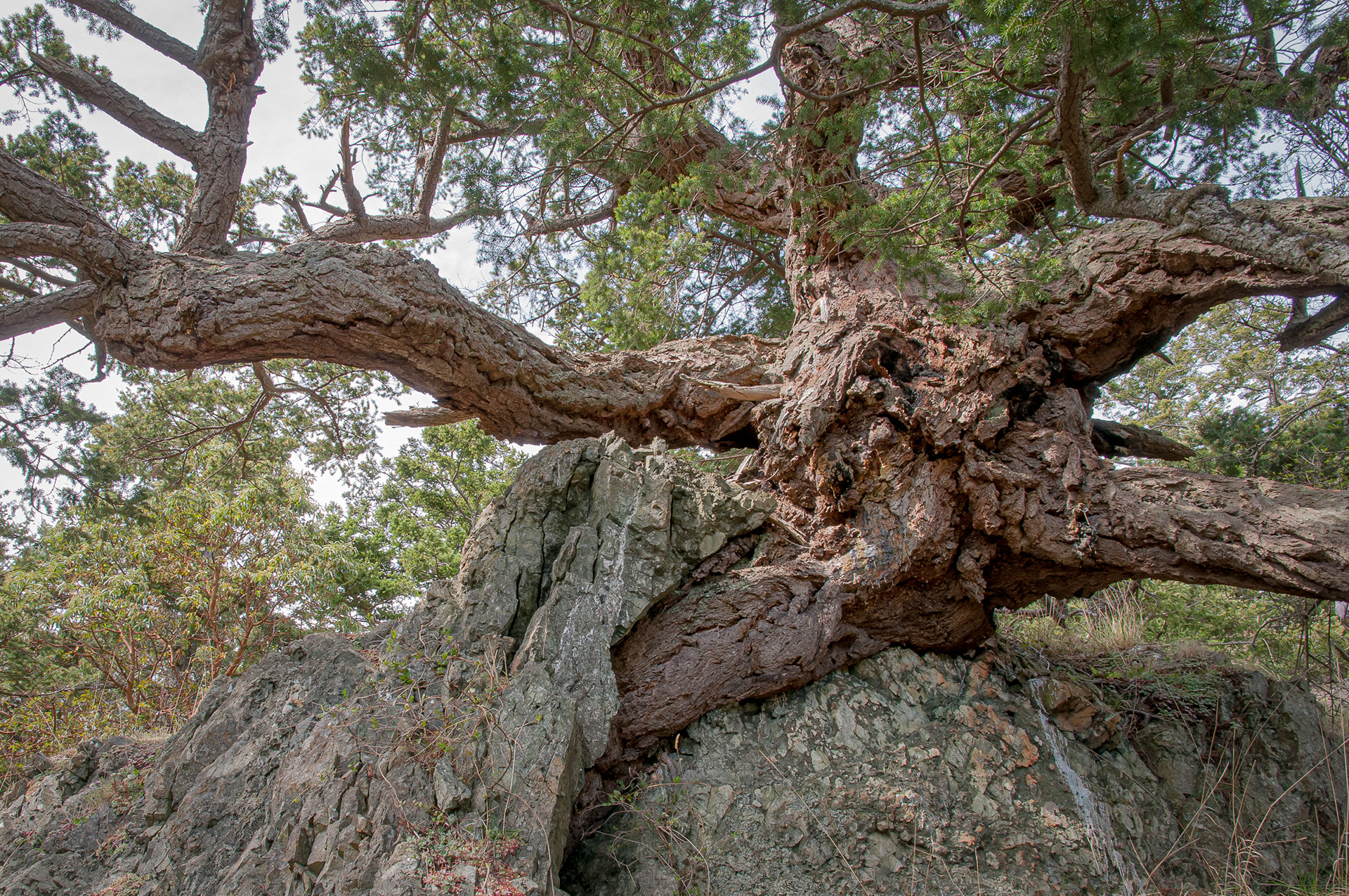 Douglas fir, Chadwick Hill