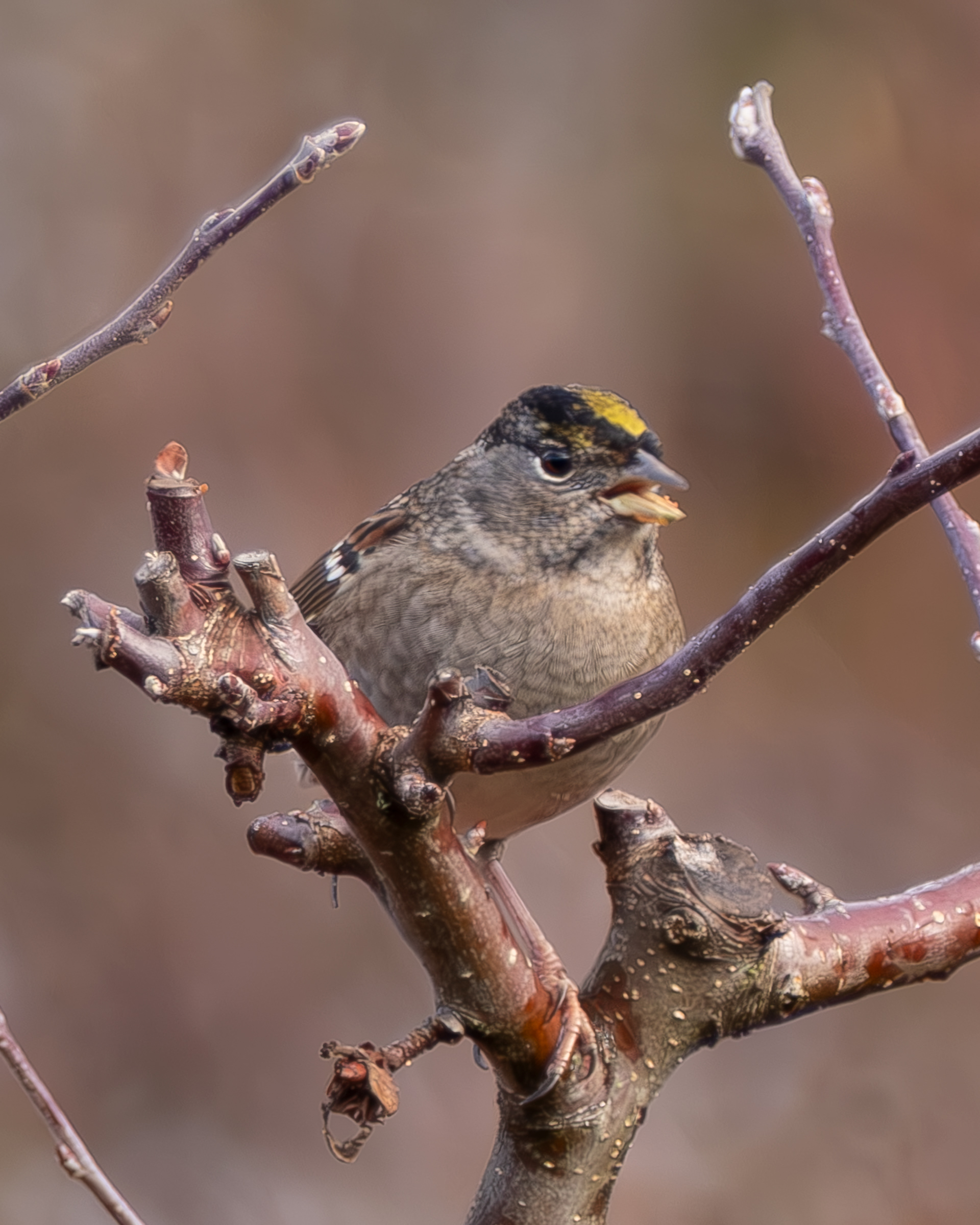 Golden-crowned Sparrow, Kjargaard Road