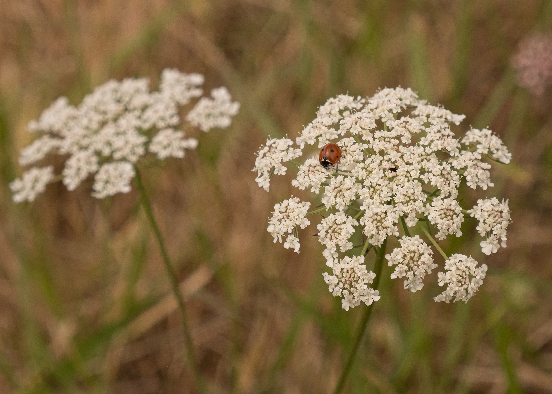 Queen Anne's lace (Daucus carrot), Kjargaard Road