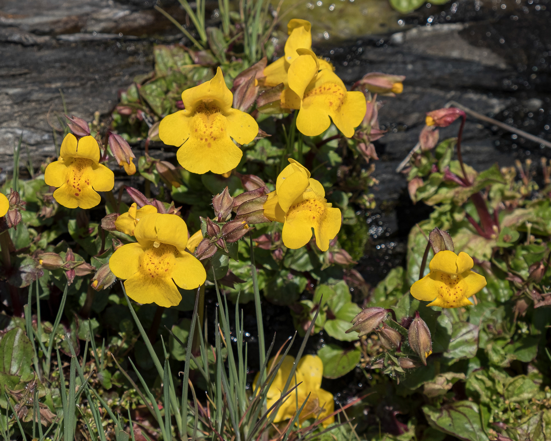 Yellow monkey-flower (Erythranthe guttata) , Iceberg Point