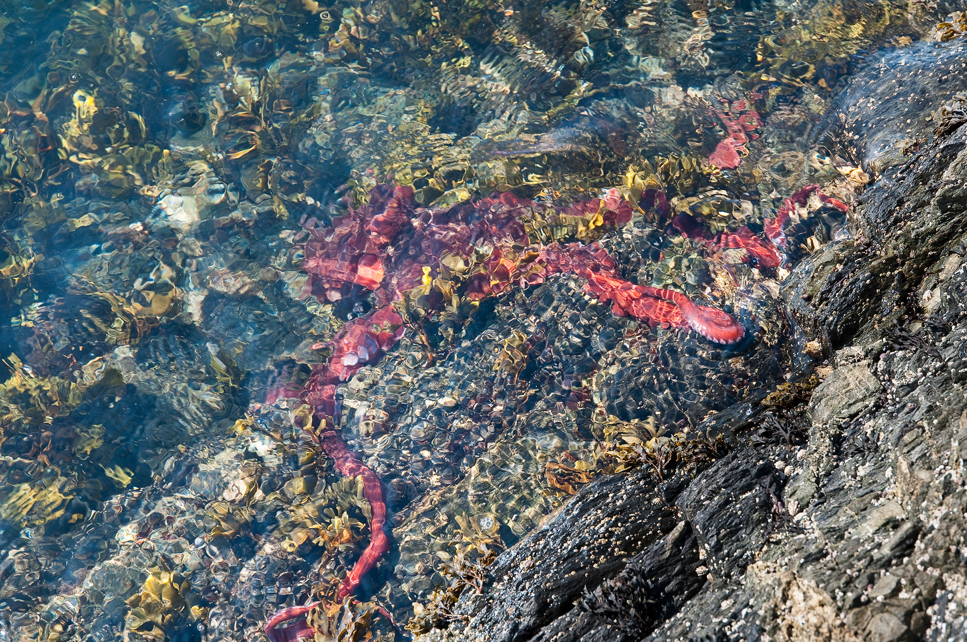 Giant Pacific octopus, Point Colville