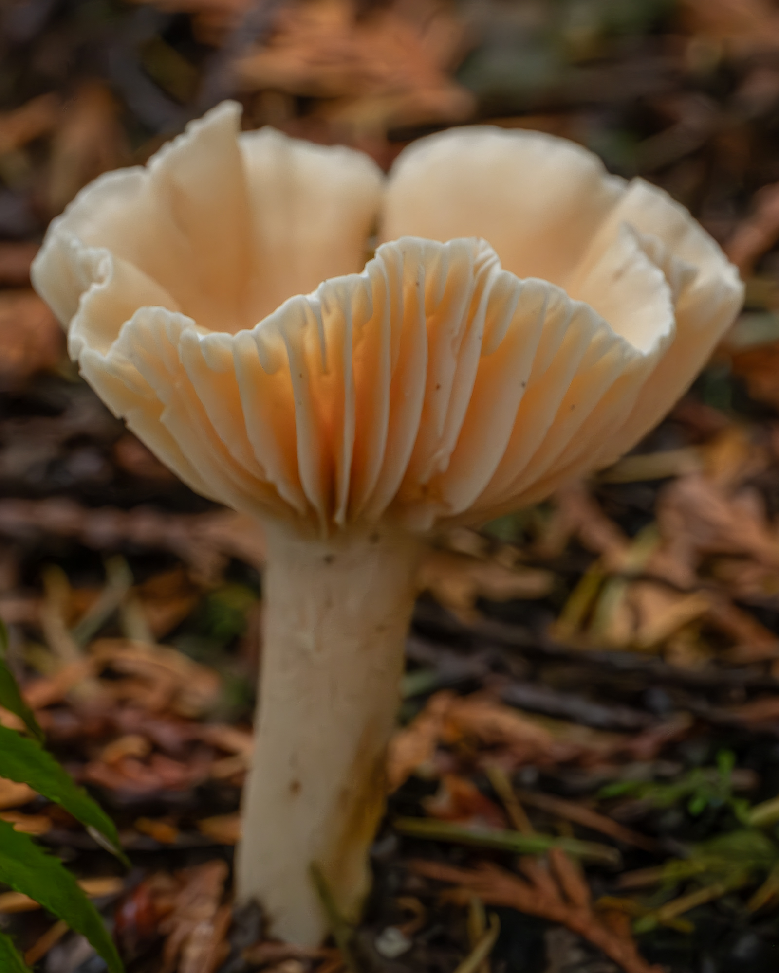 Meadow waxcap (Cuphophyllus pratensis), Hummel Lake Preserve