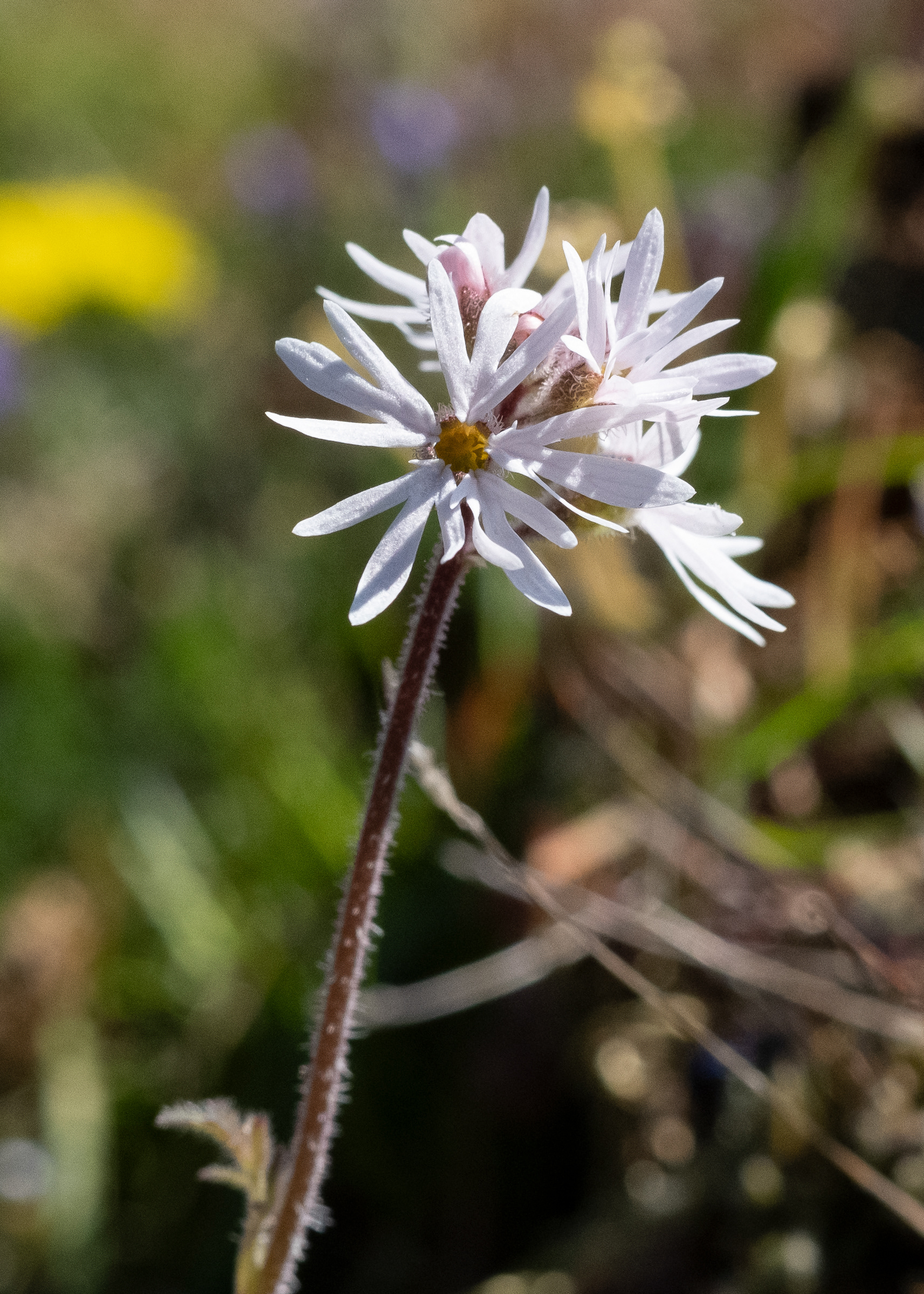 Small-flowered woodland star (Lithophragma parviflorum), Chadwick Hill