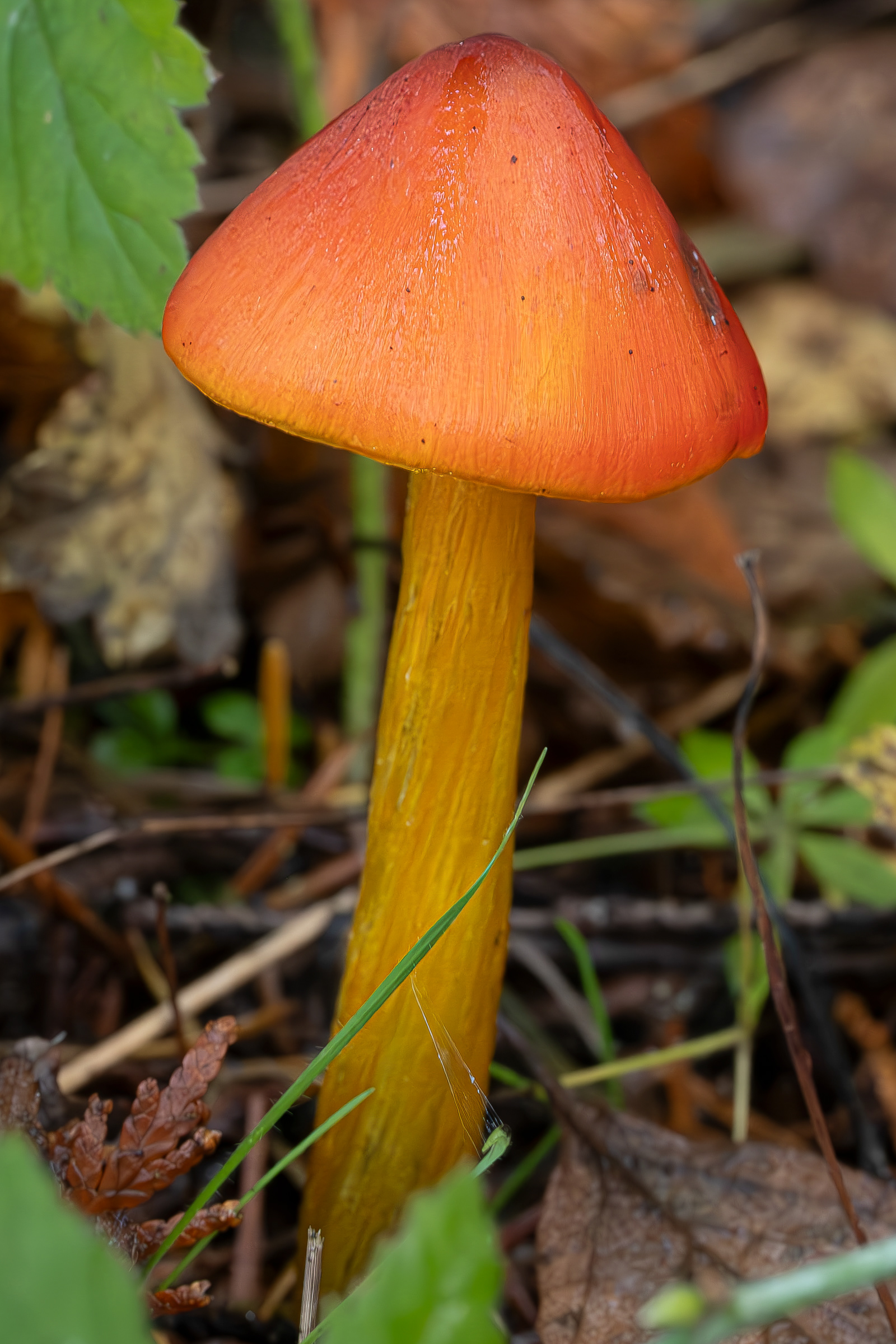 Western witches hat (Hygrocybe singeri), Hummel Lake Preserve
