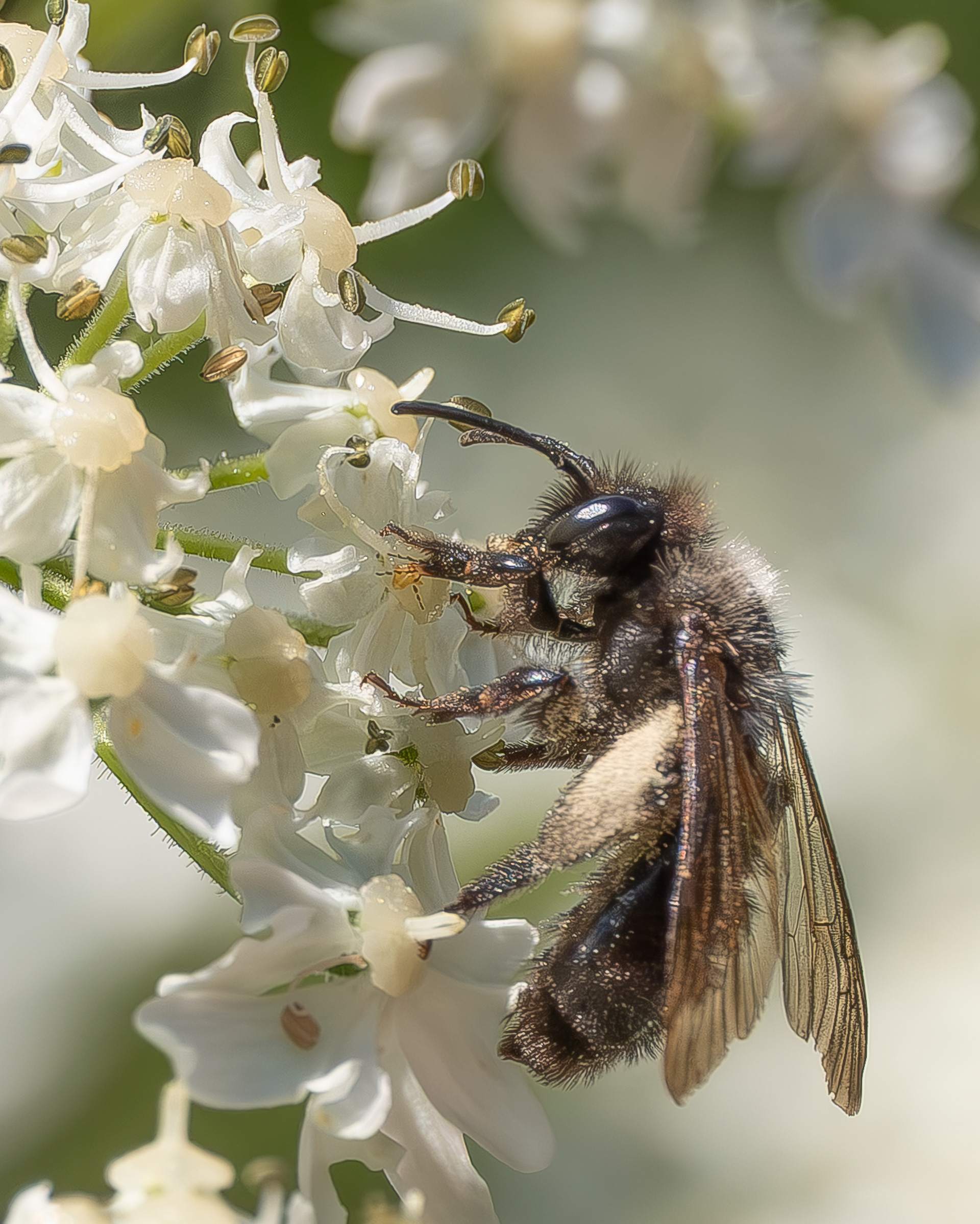 Miner Bee (Andrena), Agate Beach