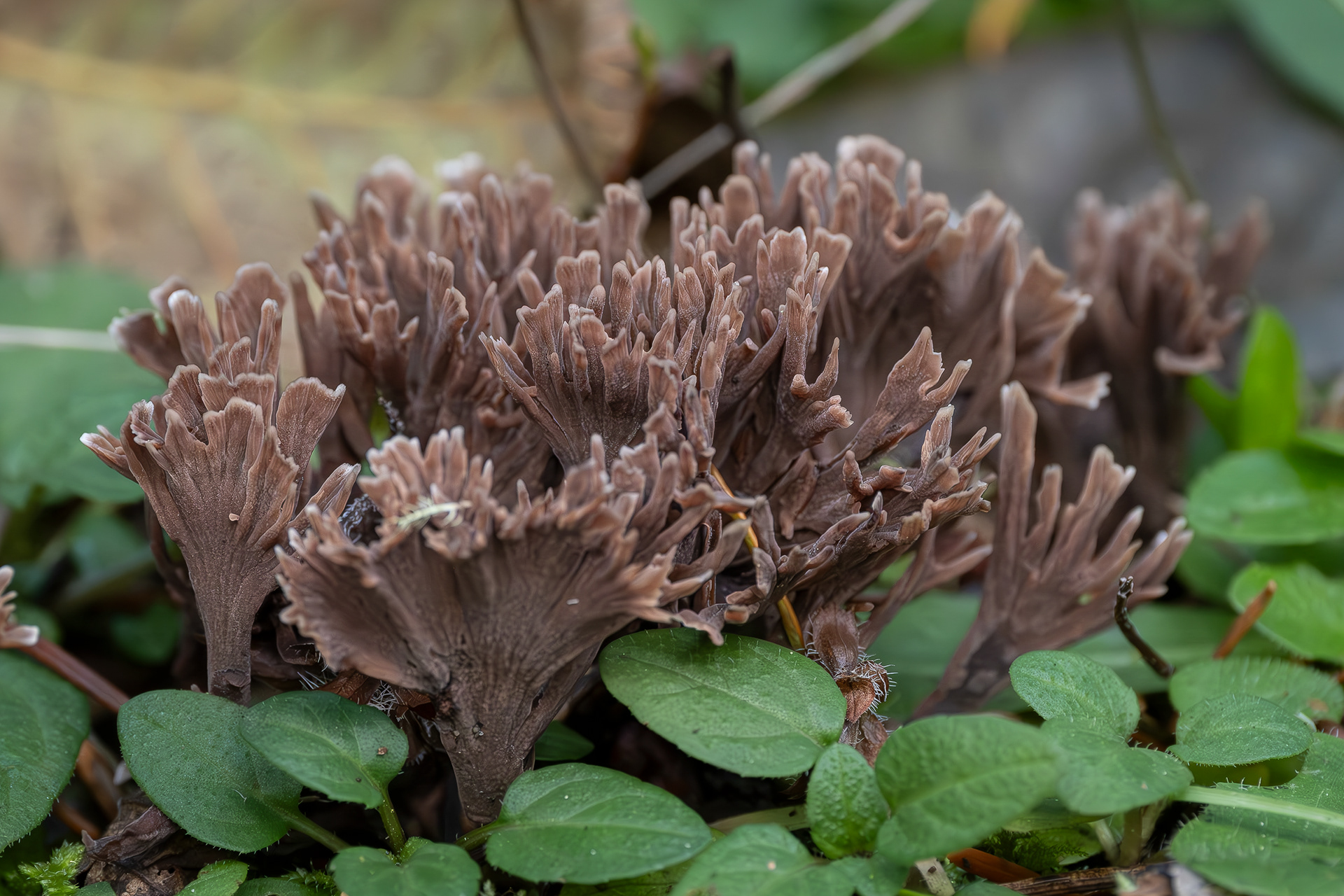 Stinking earthfan (Thelephora palmata), Lopez Hill