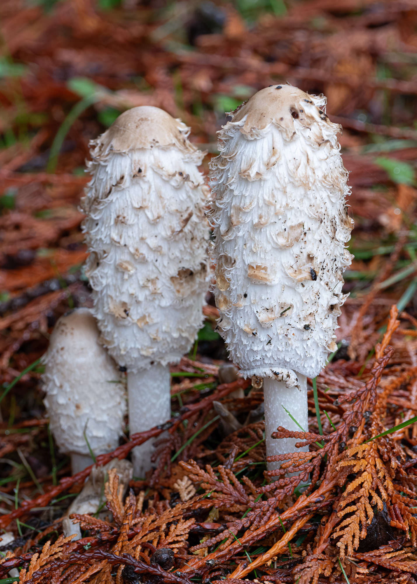 Shaggy mane (Coprinus comets), Spencer Spit