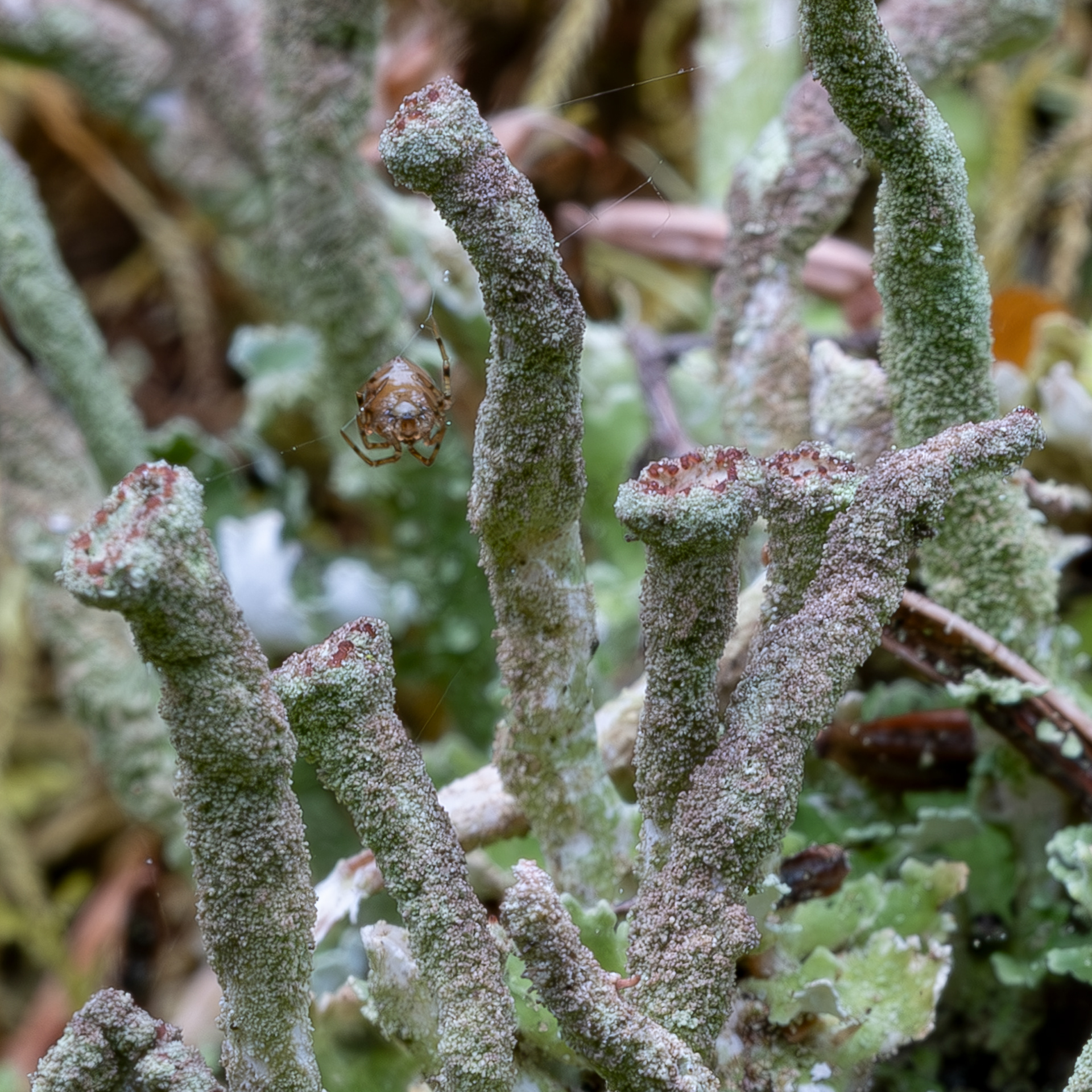 Pebbled Pixie Cup (Cladonia pyxidata), Richardson Marsh Preserve