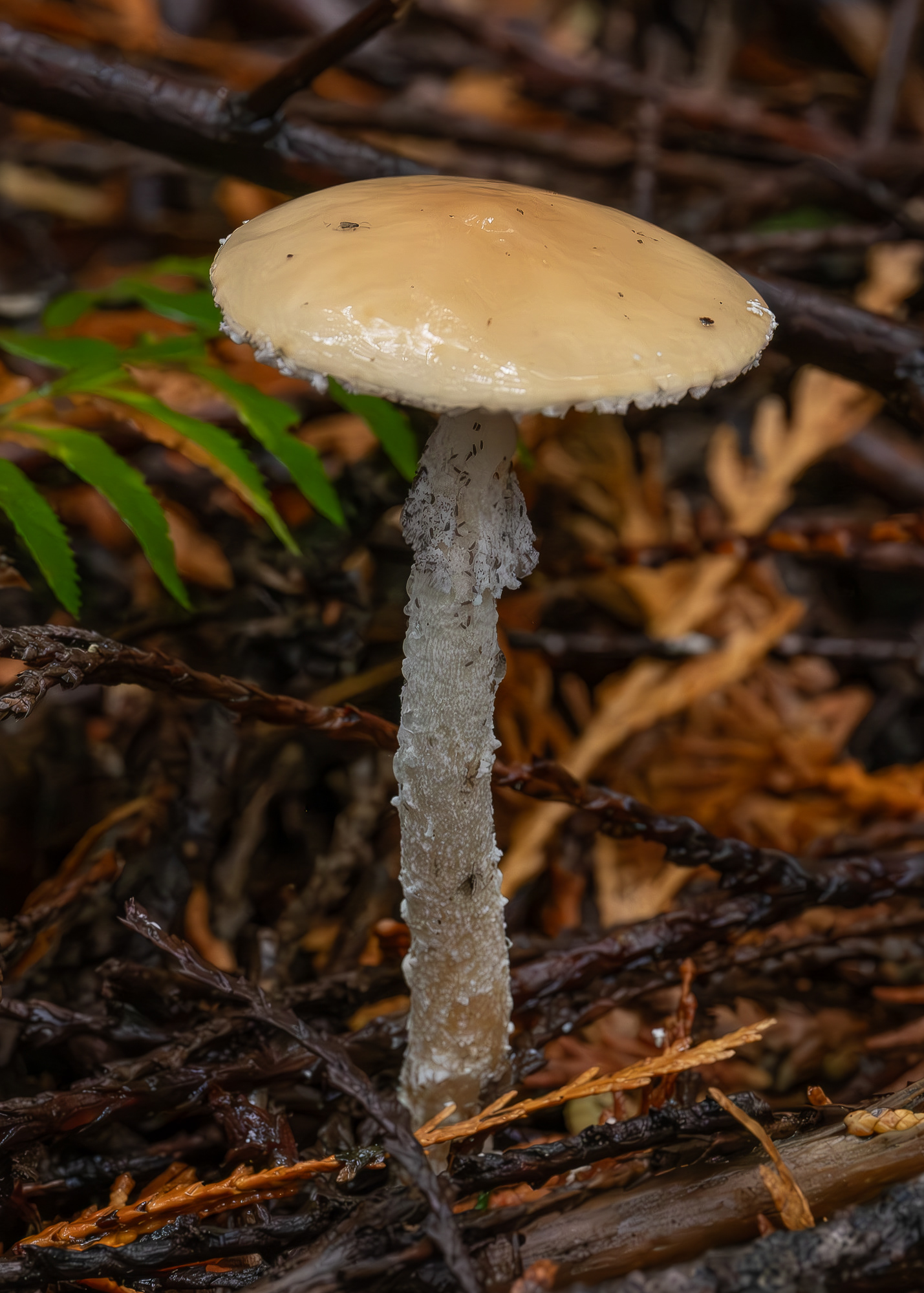 Questionable stropharia (Stropharia ambigua), Hummel Lake Preserve