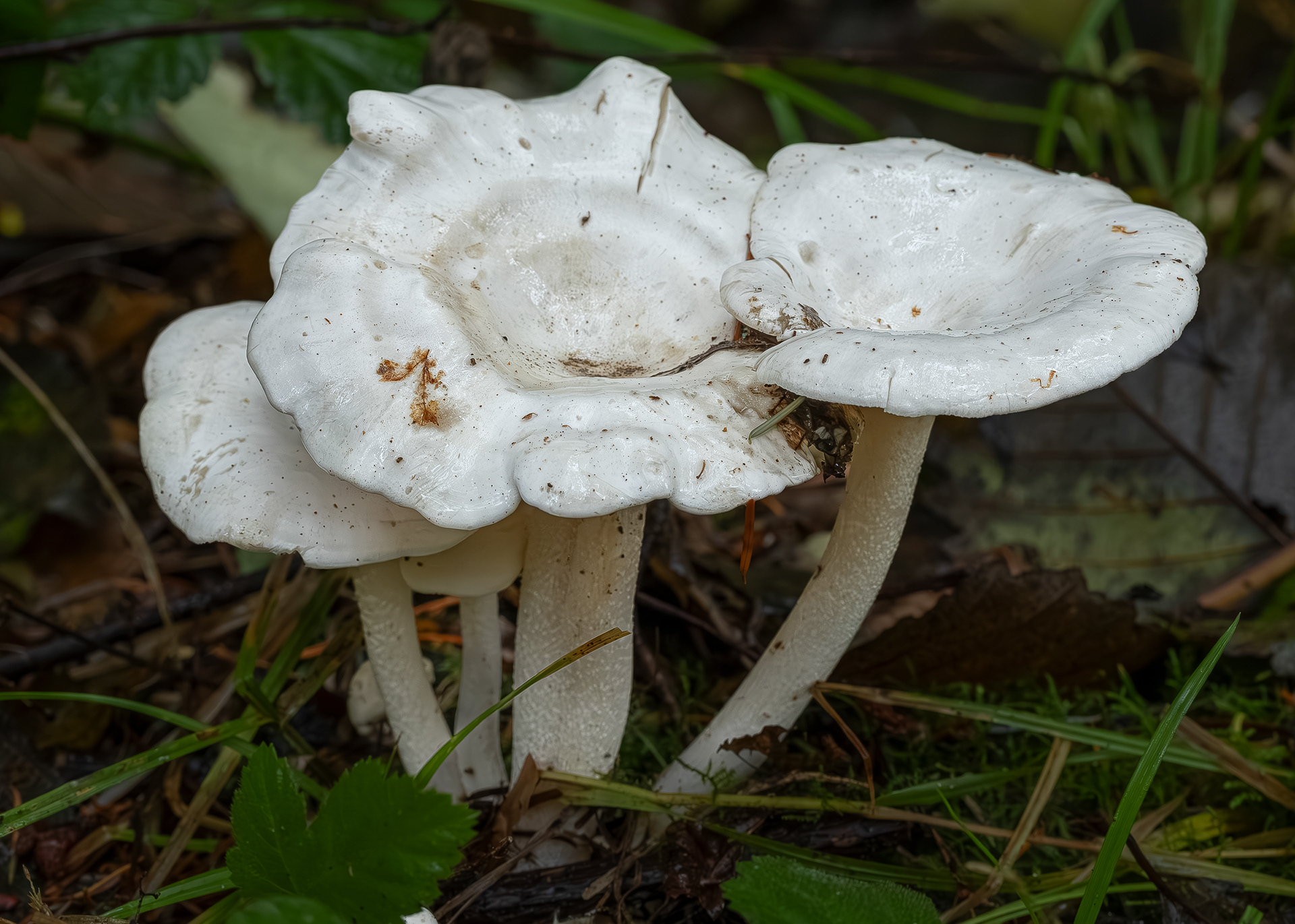 White domecap (Leucocybe connata), Channel Preserve