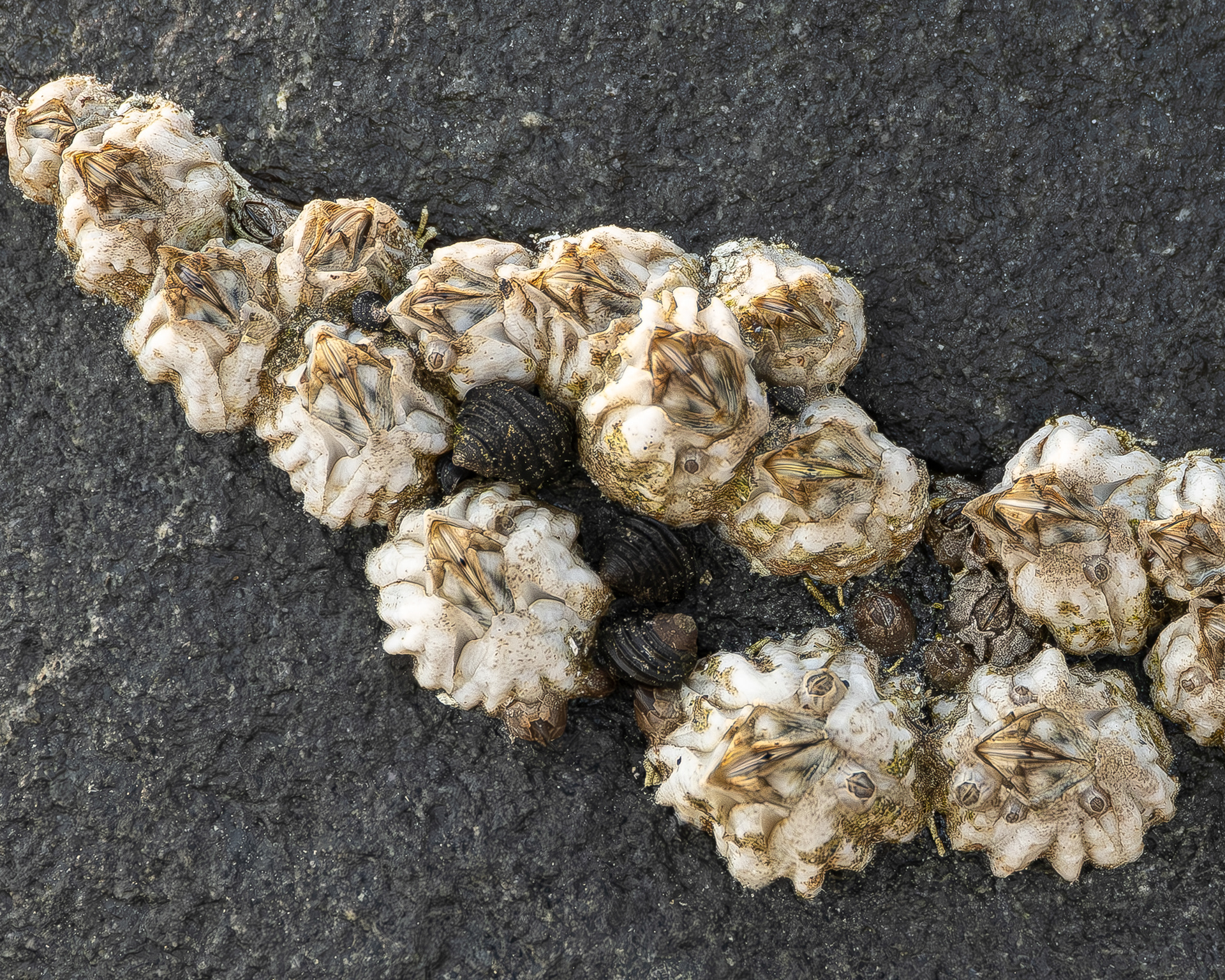 Pacific Acorn Barnacles, Watmough
