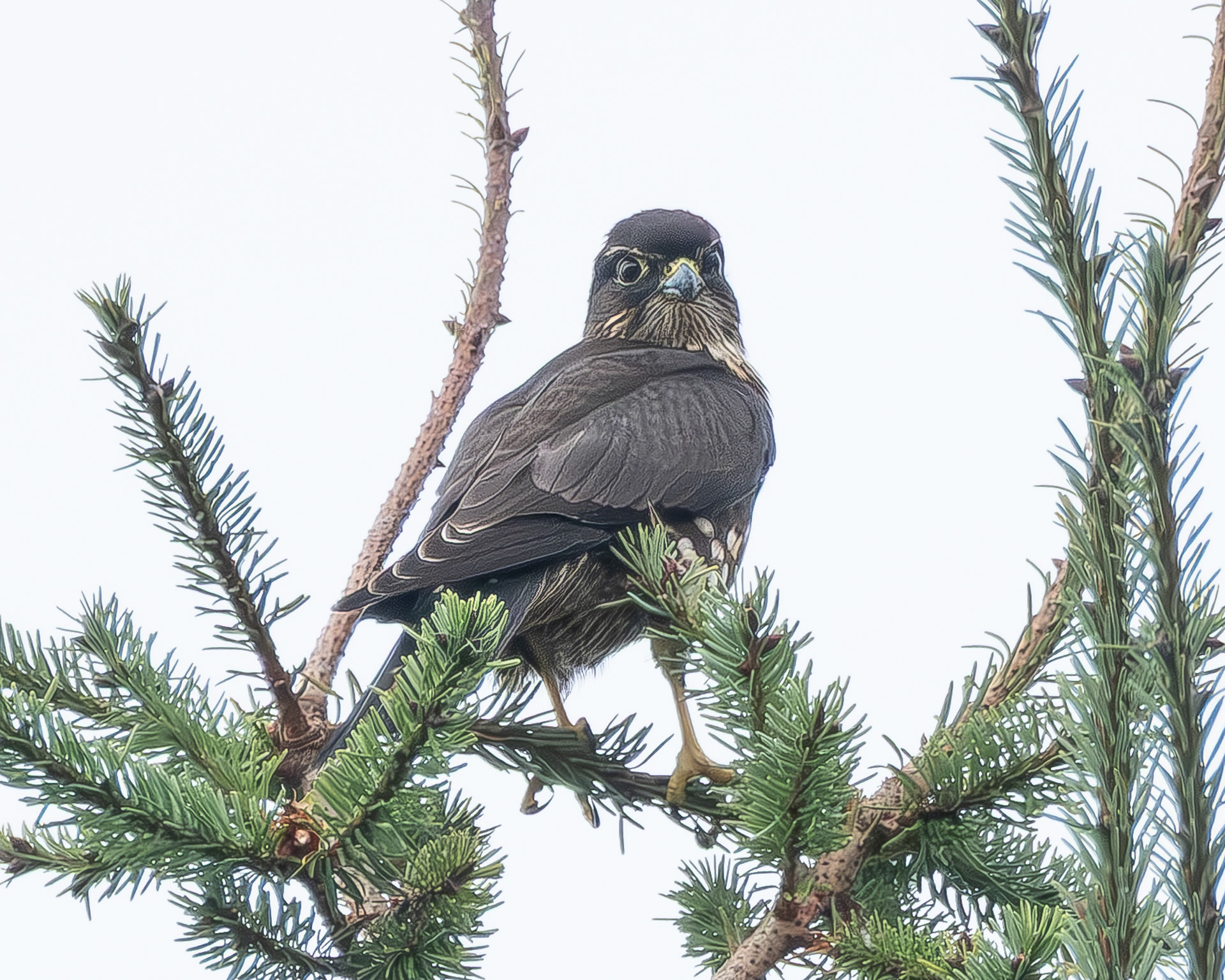 Merlin, Weeks Wetland Preserve