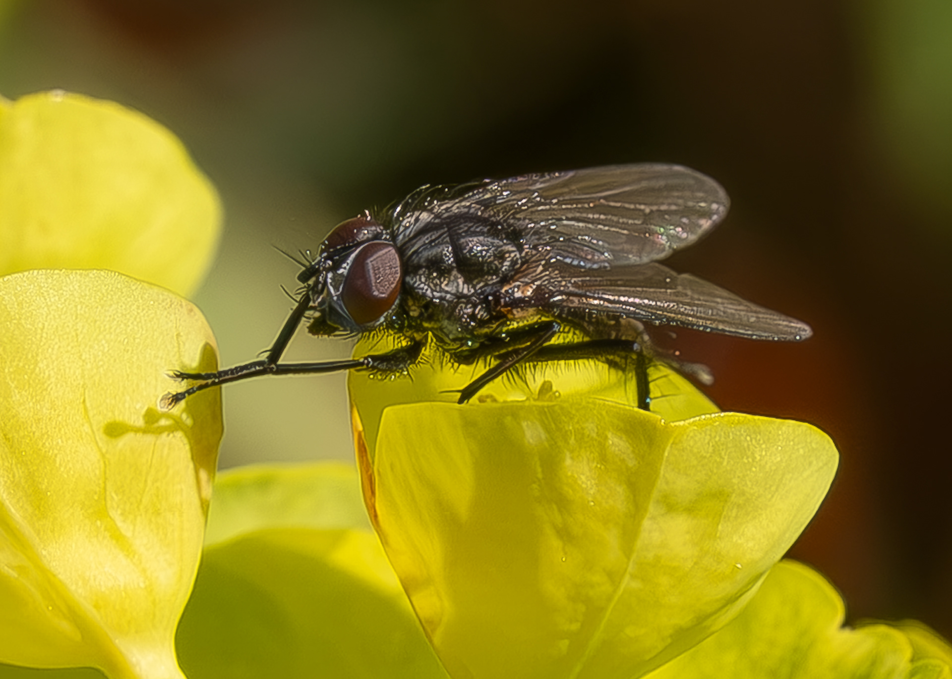 Vagabond Cluster Fly (Pollenia vagabunda) Kjargaard Road