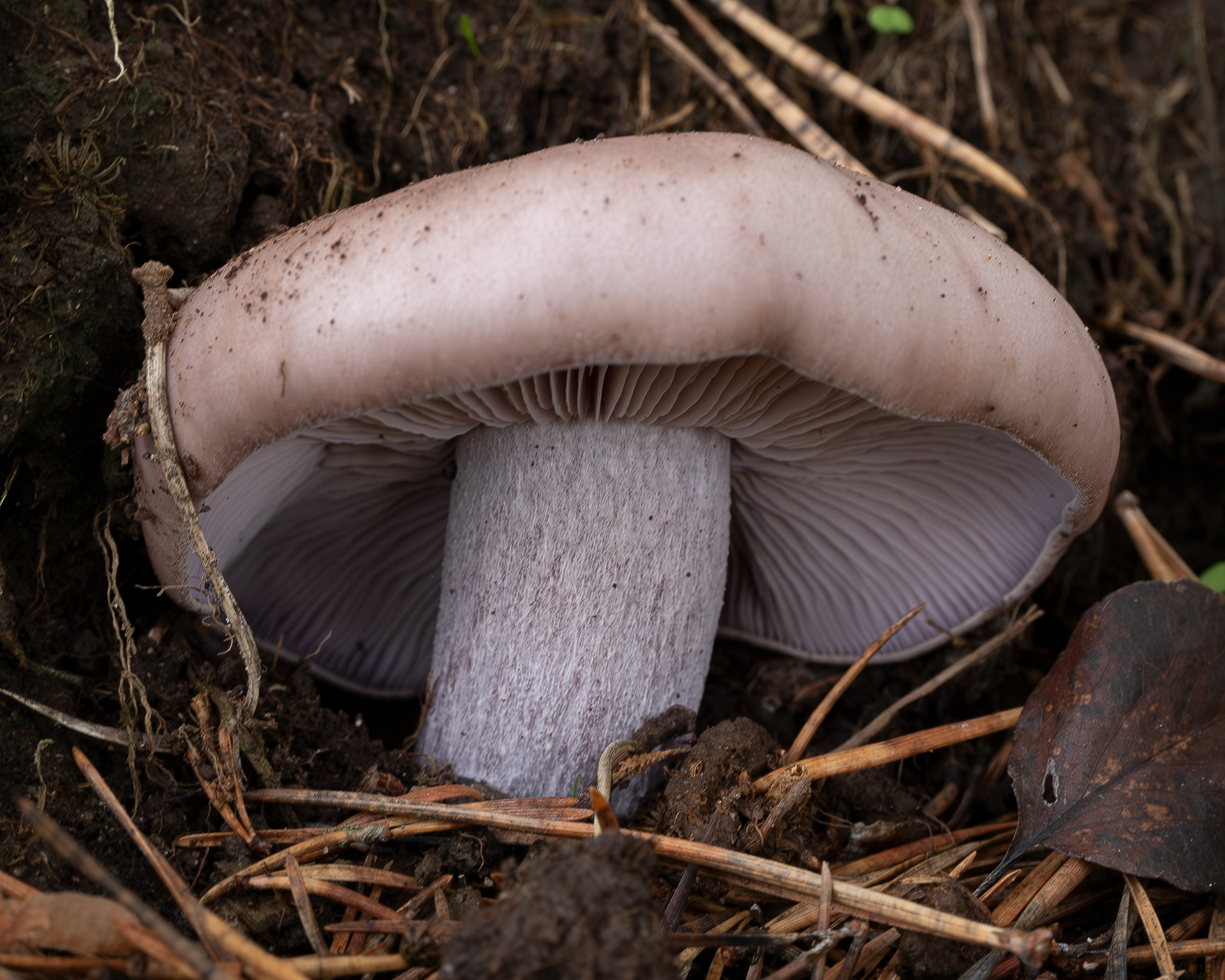 Blewit (Lepista nuda), Kjargaard Road