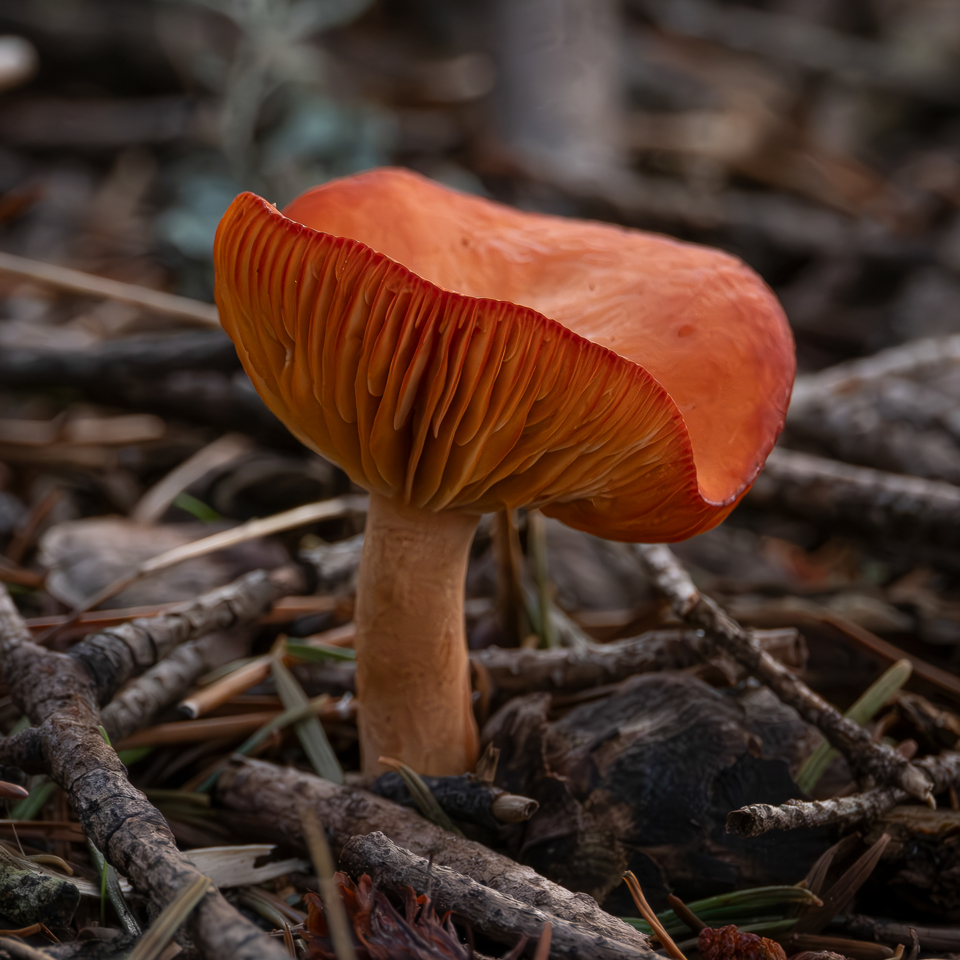 Rufous milkcap (Lactarius rufus), Shark Reef