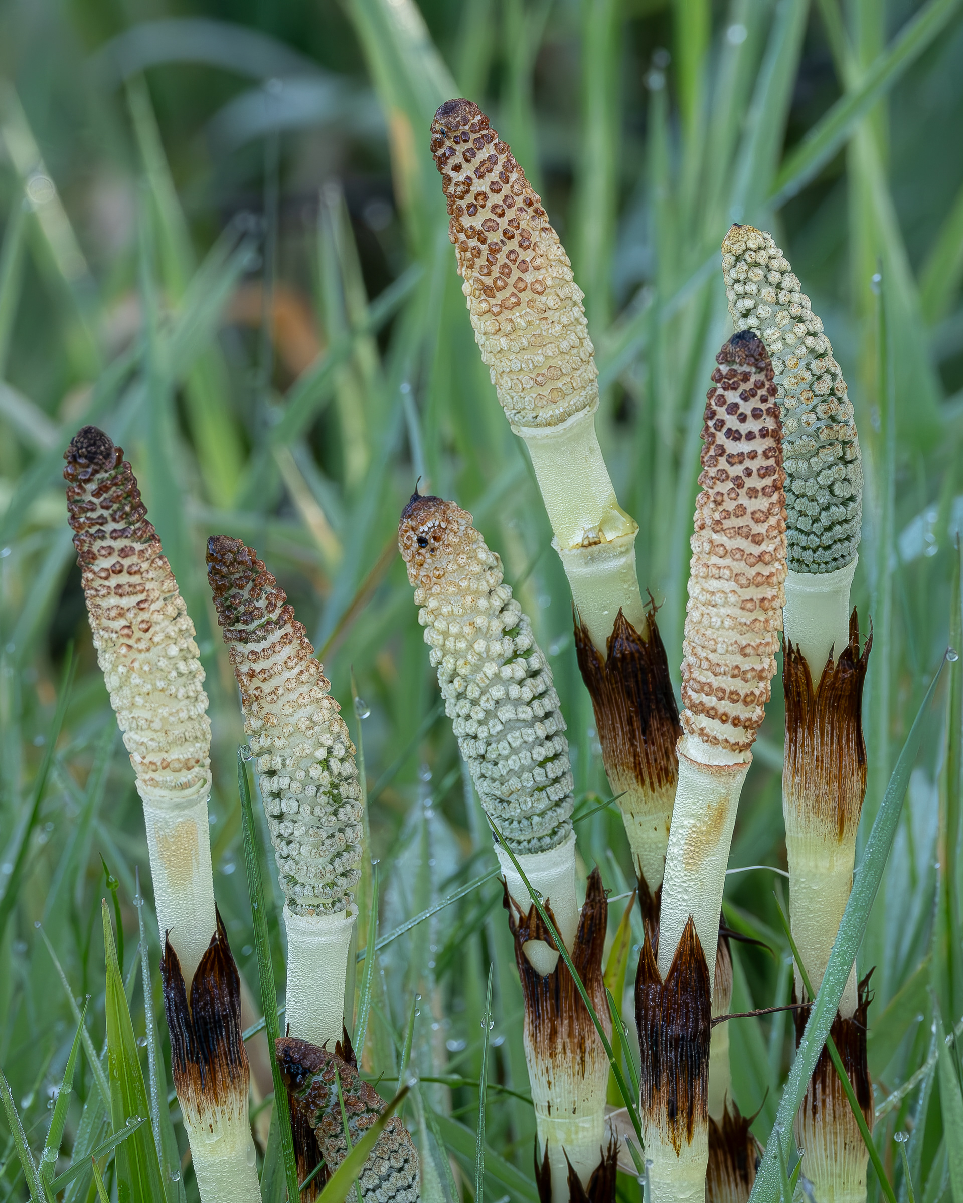 Giant Horsetail, Richardson