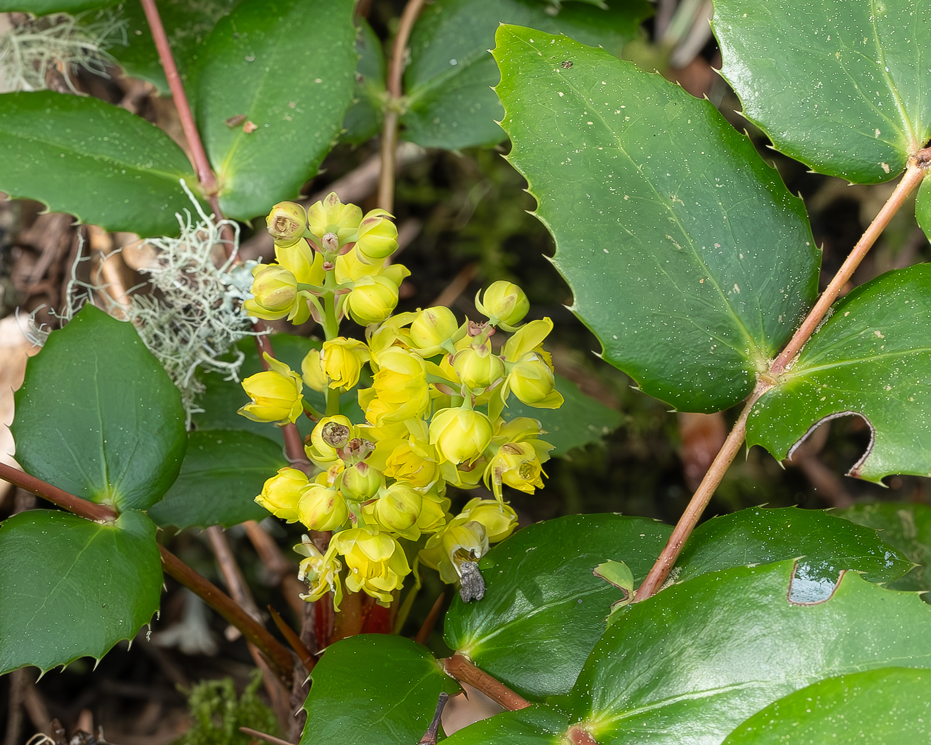 Cascade Oregon Grape (Mahonia nervosa), Watmough