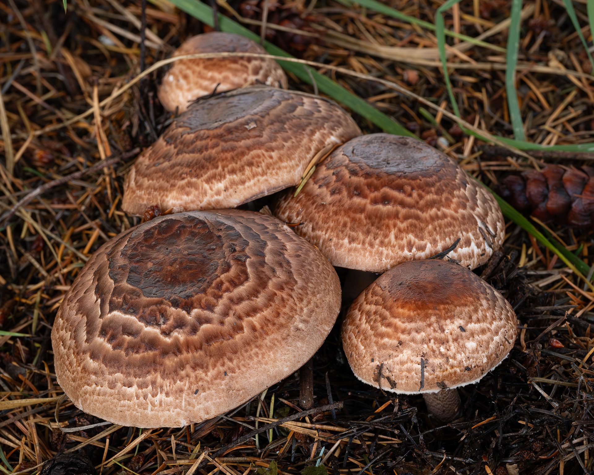 Winecolored Agaric (Agaricus subrutileescens), Kjargaard Road