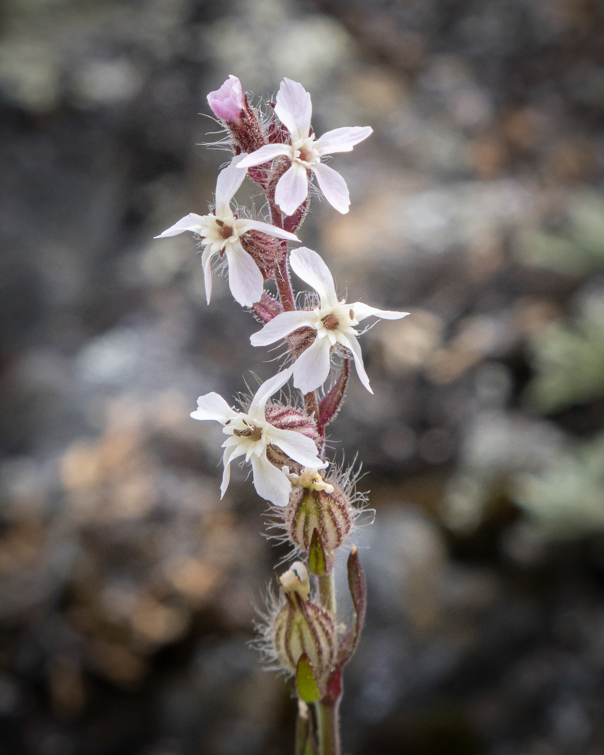 Small-flowered catchfly (Silene Gallic), Iceberg Point
