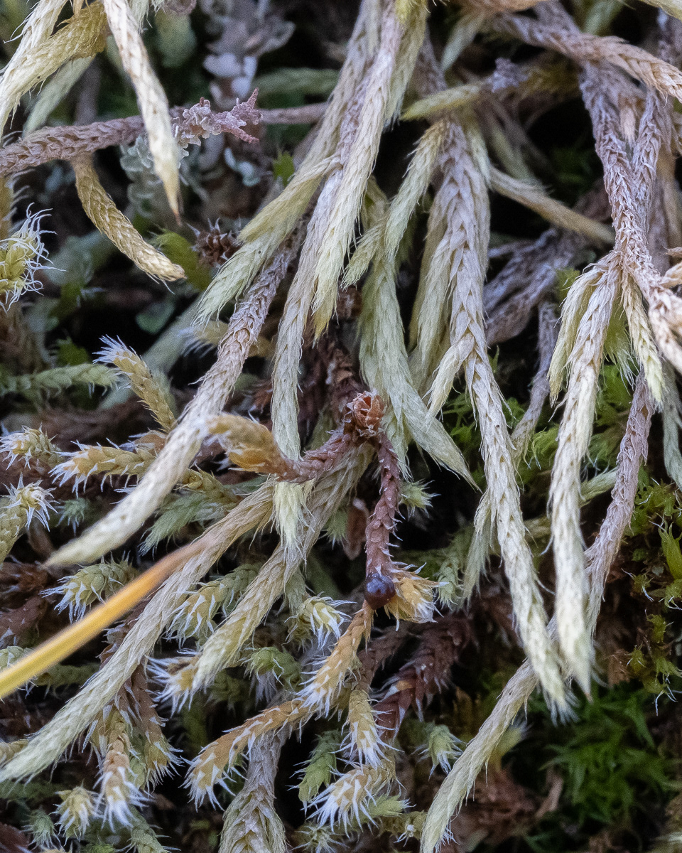 Whitish Feather Moss, (Brachythecium albicans),, Kjargaard Road