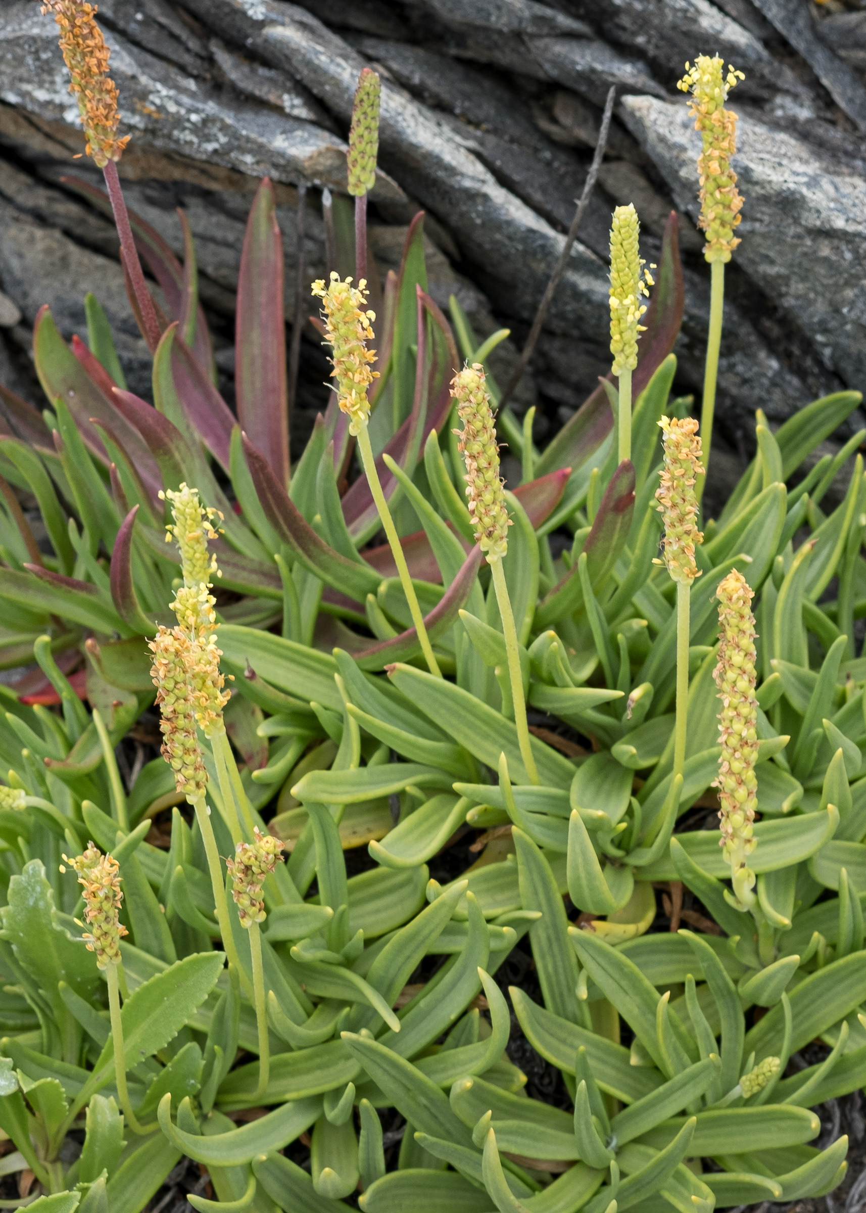 Sea plantain (Plantago maritima), Iceberg Point