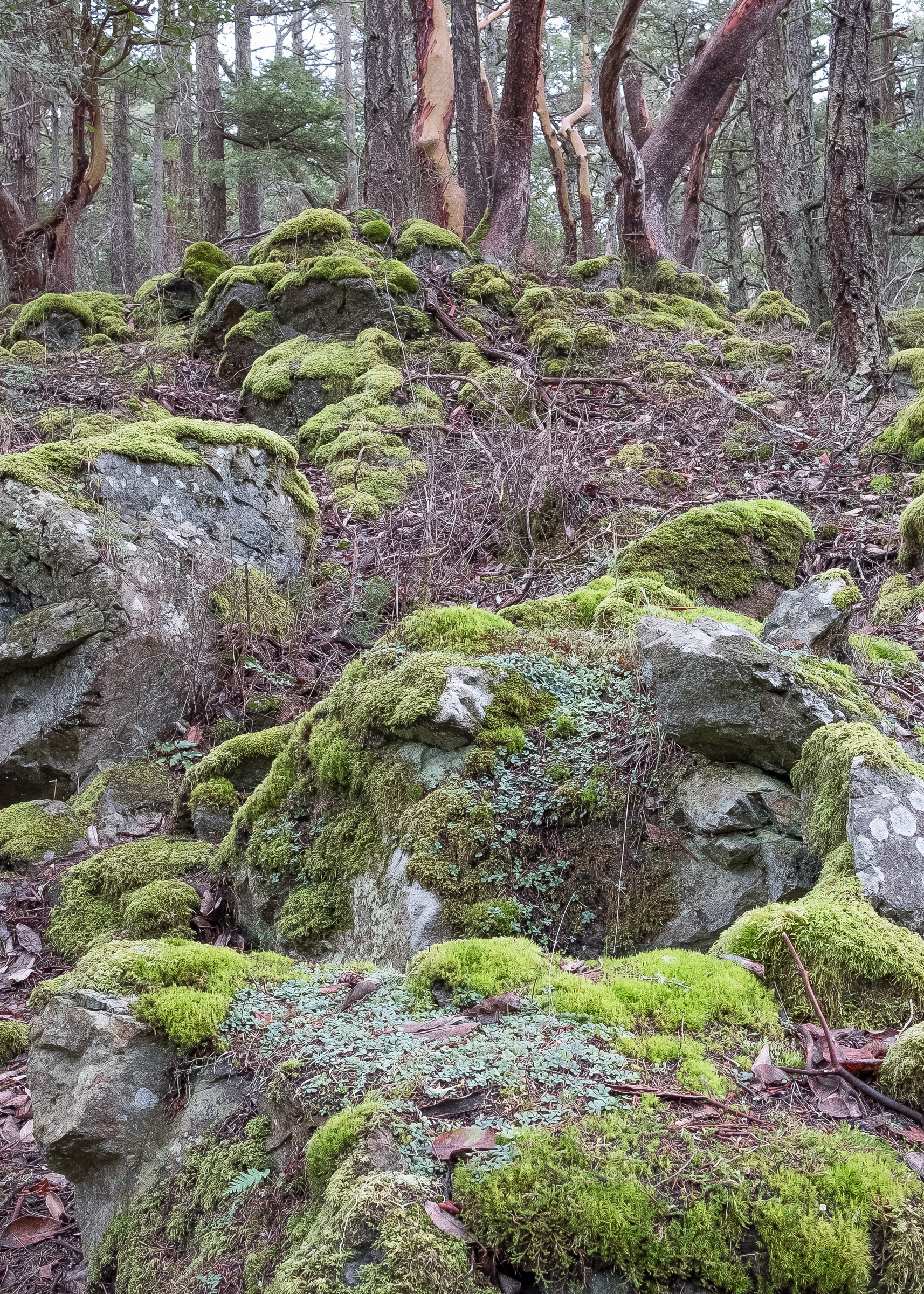 Mosses, Chadwick Hill