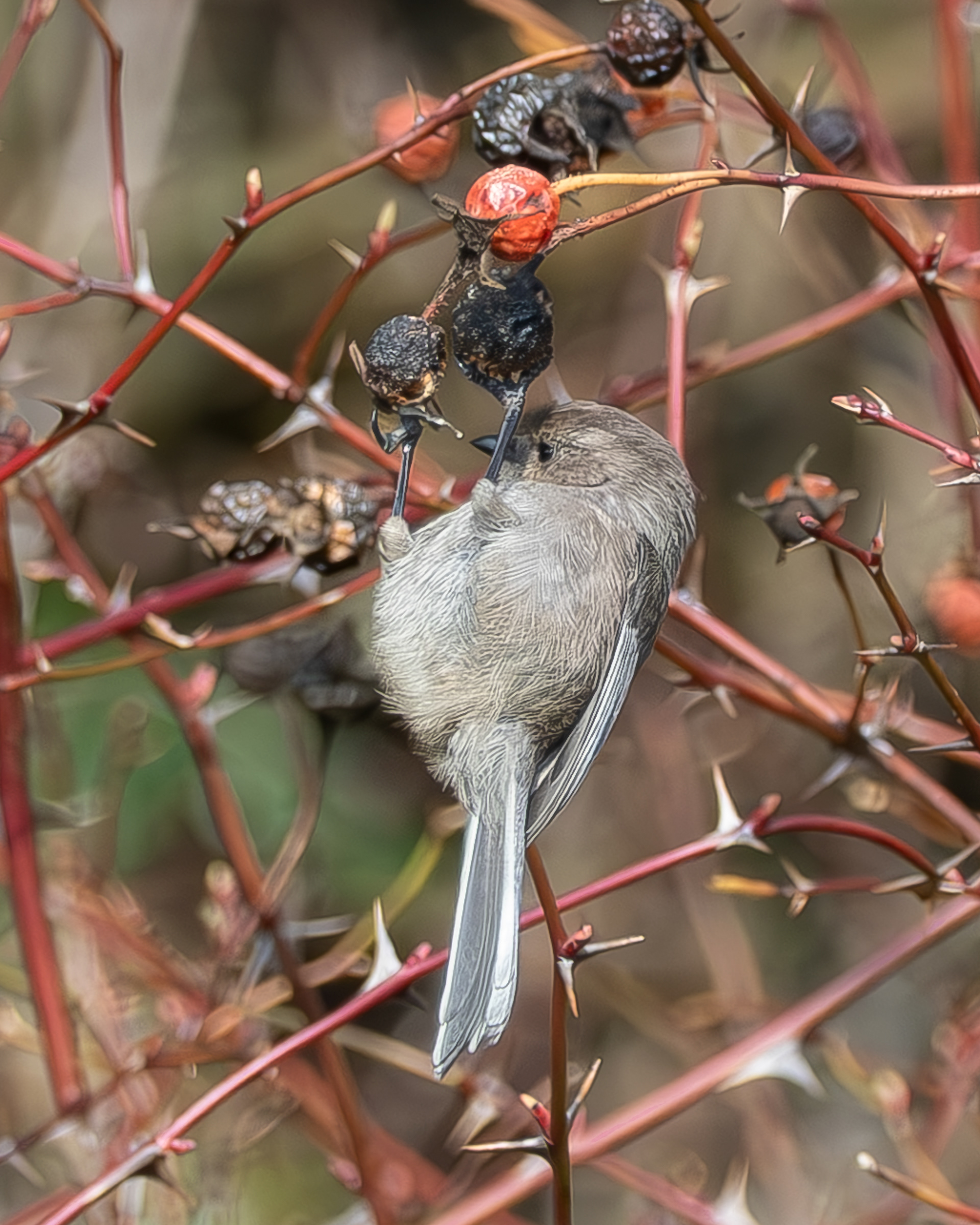 Bushtit, Kjargaard Road