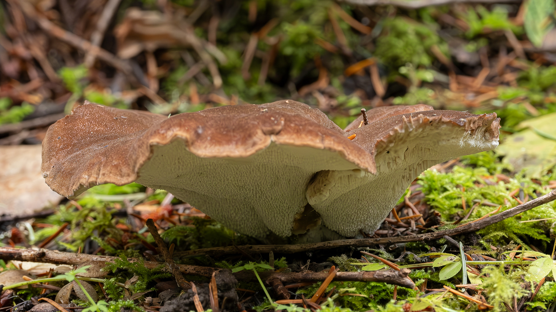 Bitter iodine polypore (Jahnoporus hirtus), Lopez Hill