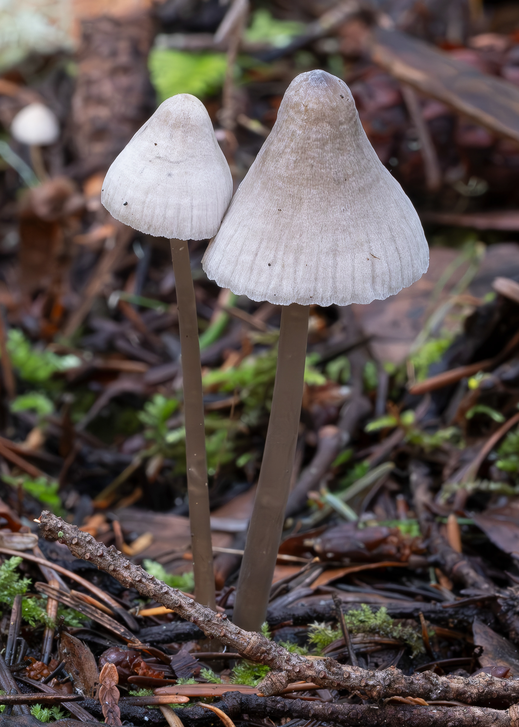 Mycena robusta, Point Colville