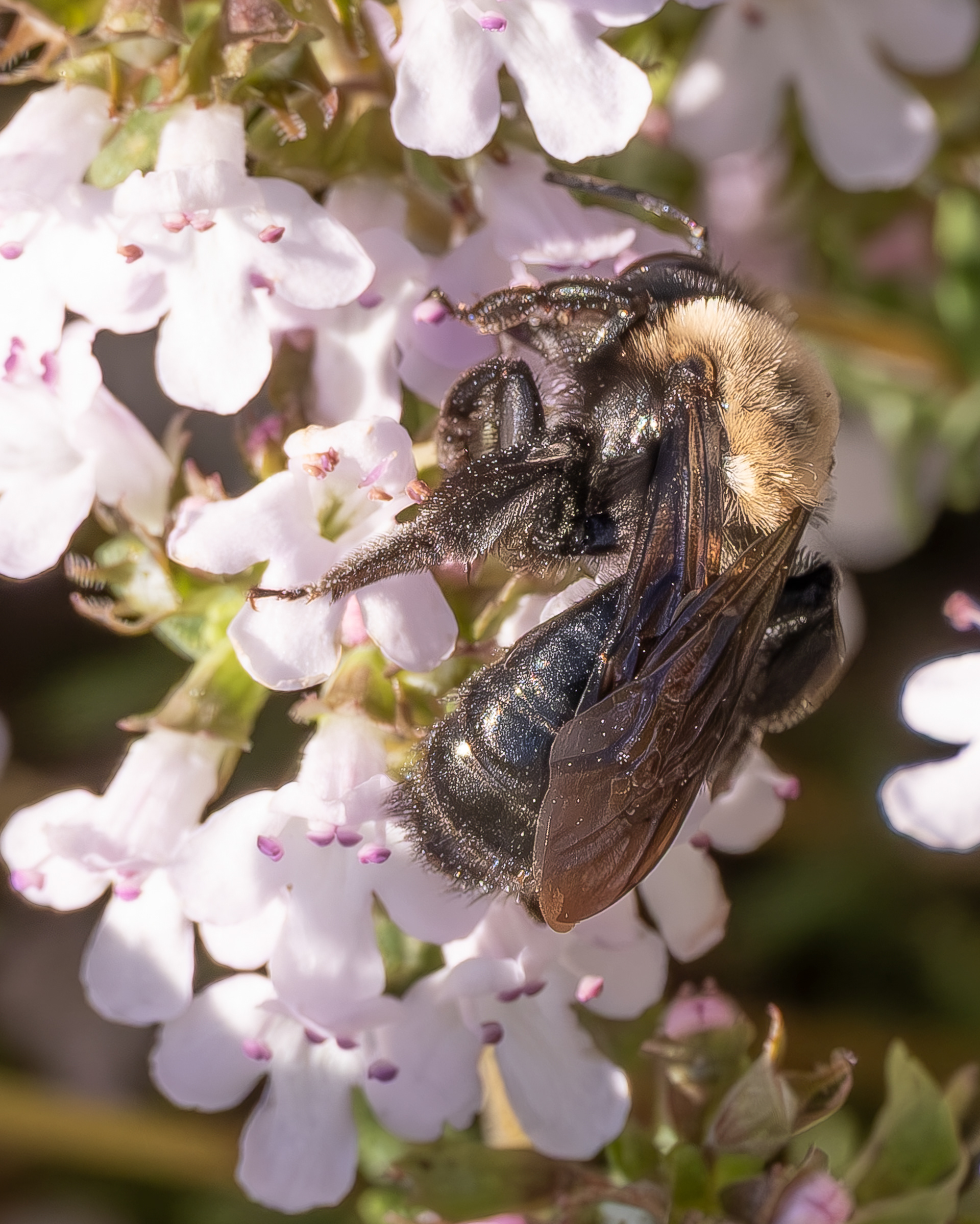 Neighborly Miner Bee (Andrena vicina), Kjargaard Road