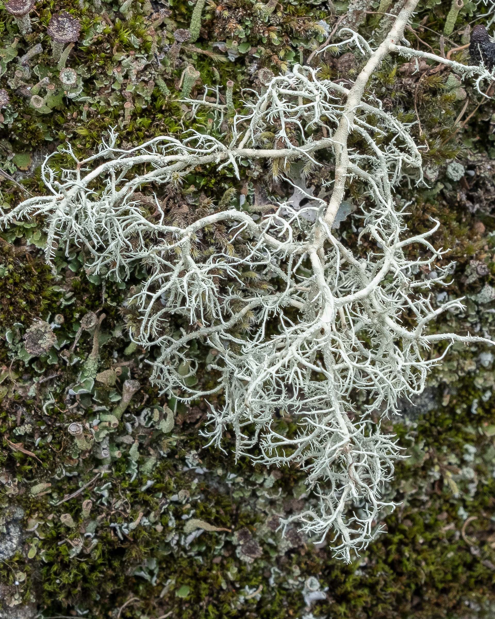 Cartilage Lichen (Ramalina farinacea), Kjargaard Road