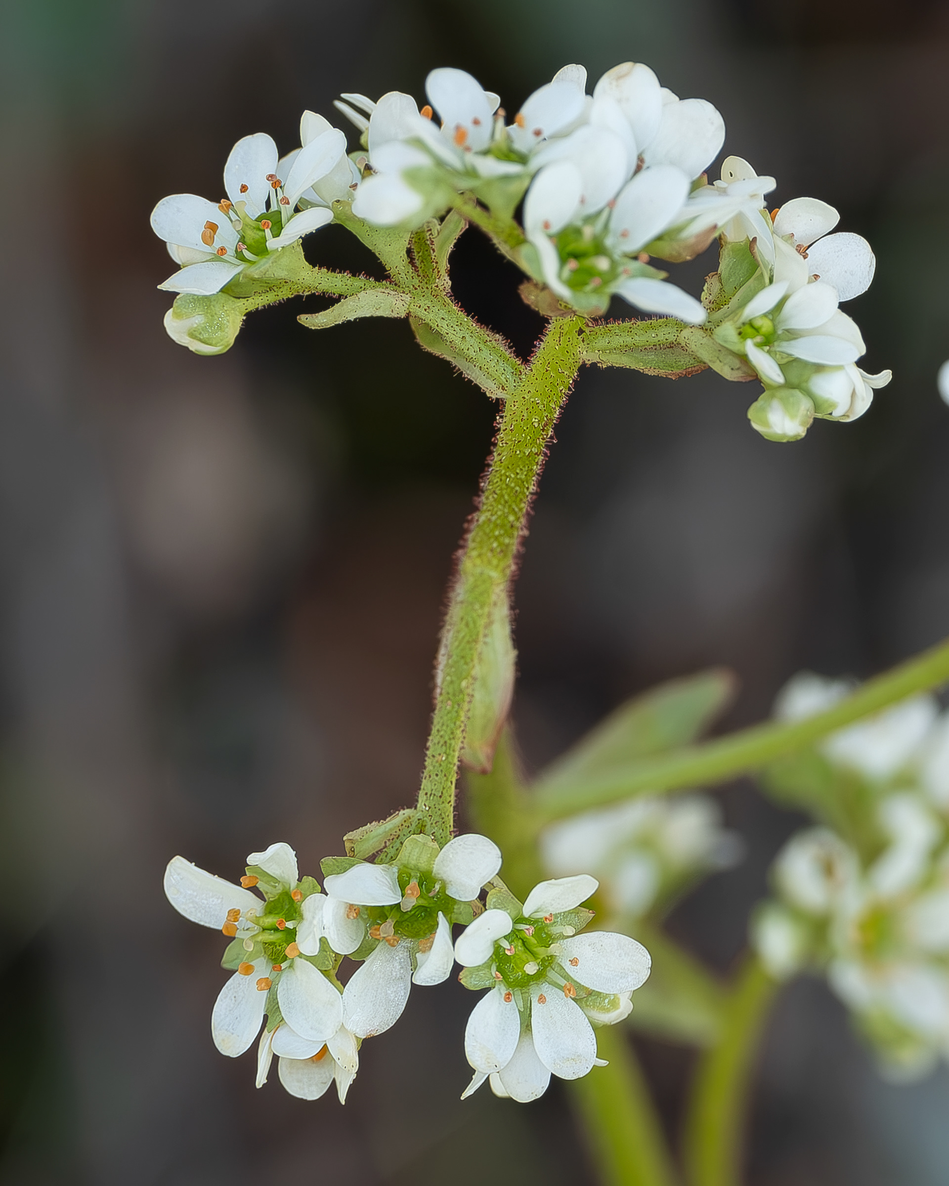 Grassland Saxifrage (Saxigraga integrifolia), Chadwick Hill