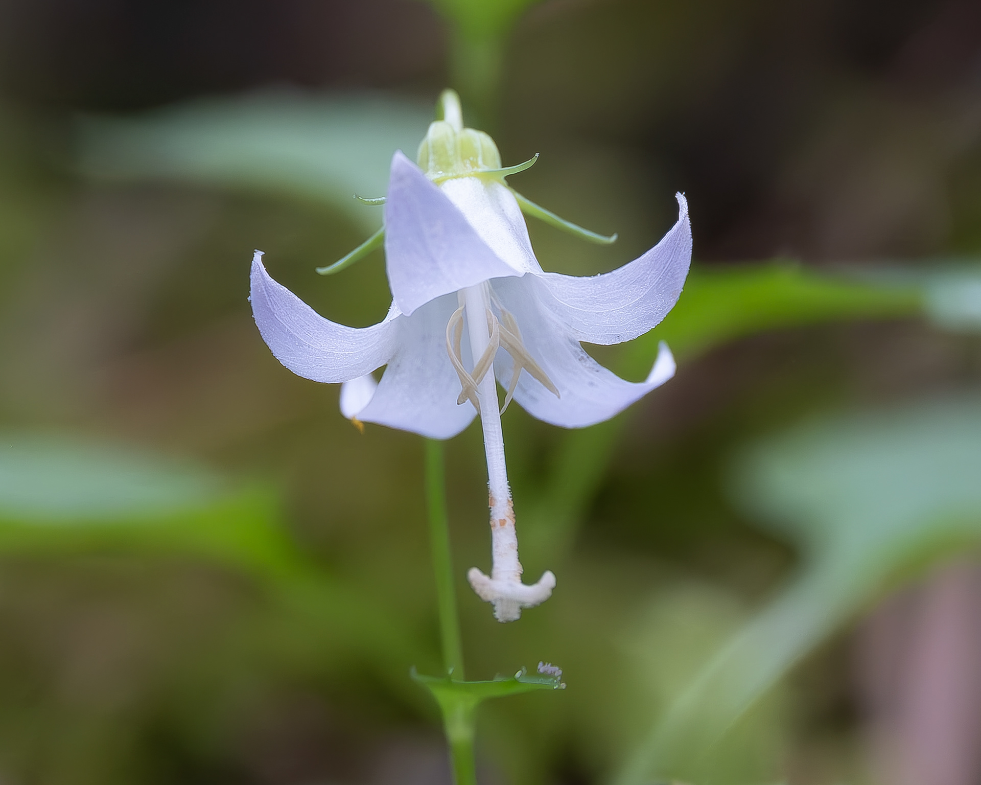 Scouler's Harebell (Campanula scouleri) Lopez Hill