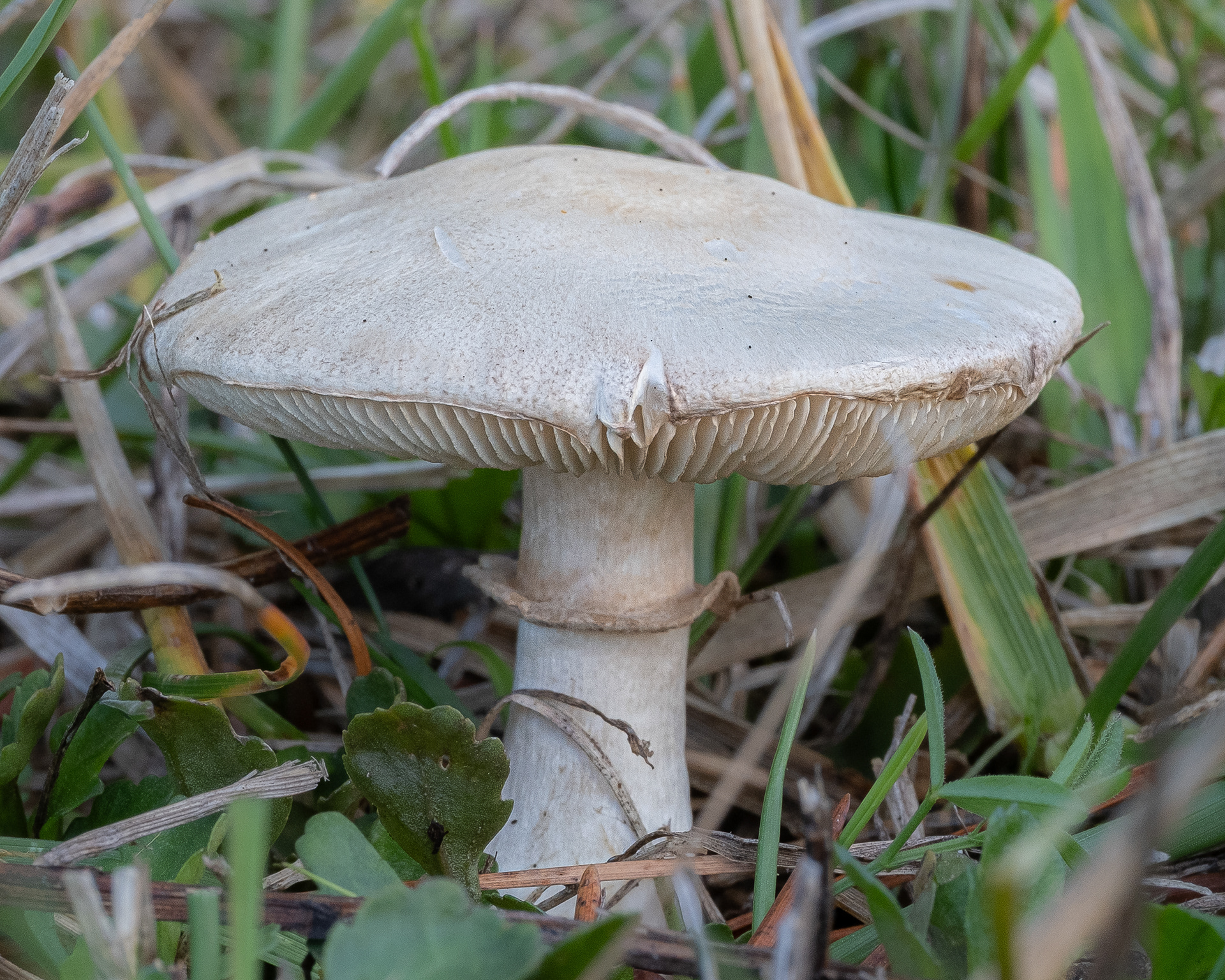 White Dapperling (Leucocoprinus leucothites), Kjargaard Road