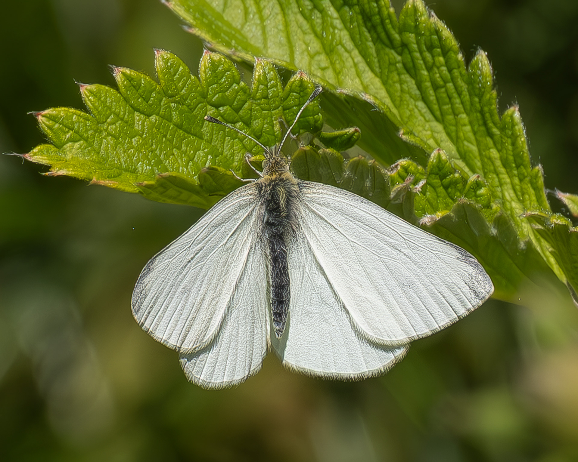 Margined White (Pieris marginalis) Kjargaard Road