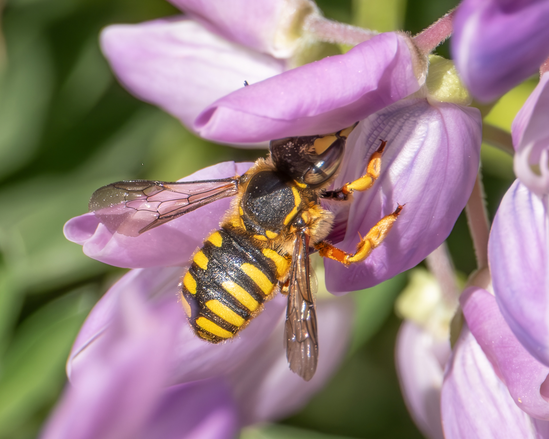 European Woolcarder Bee (Anthidium manicatum), Kjargaard Road