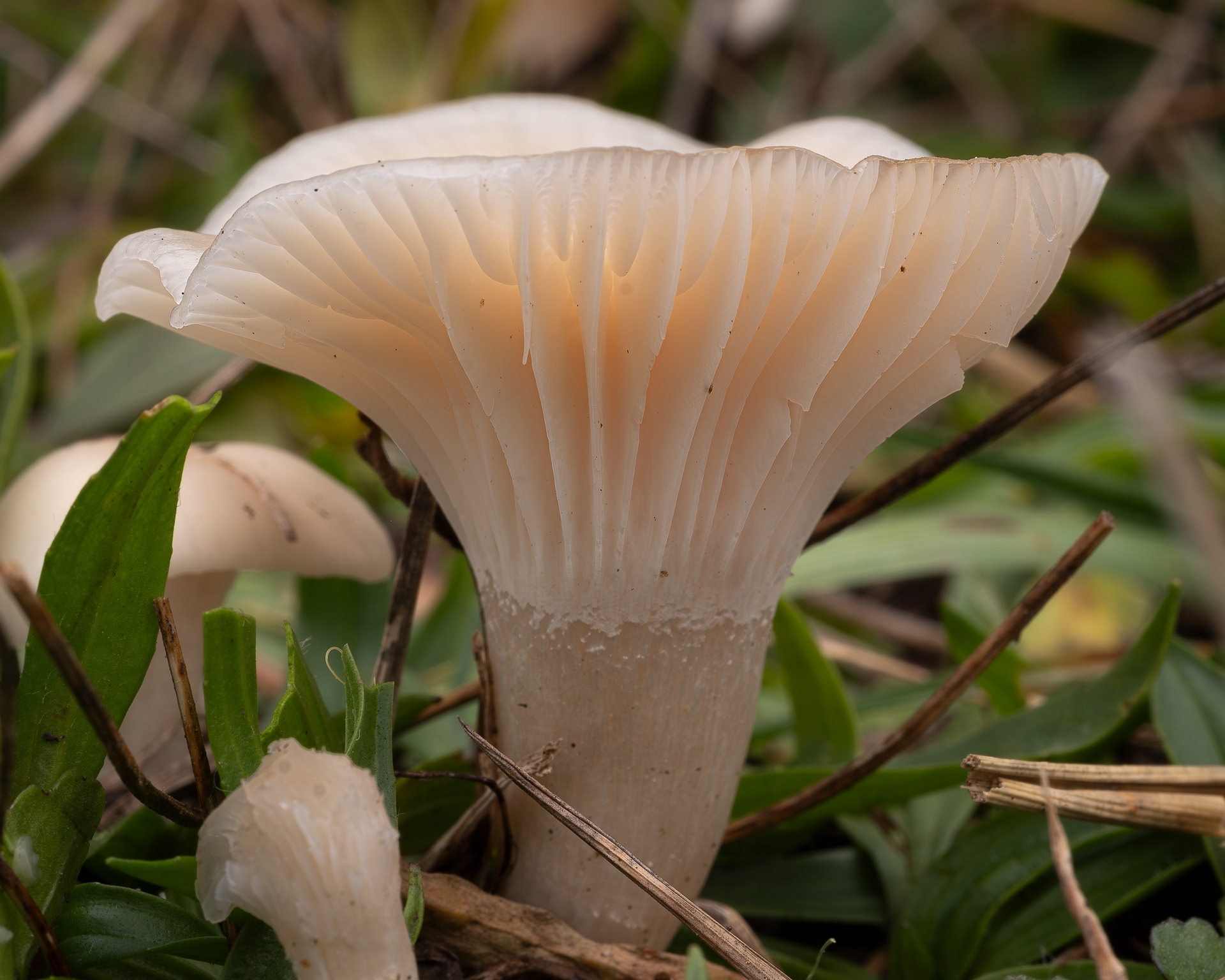 Snowy waxcap (Cuphophyllus virgineus), Kjargaard Road