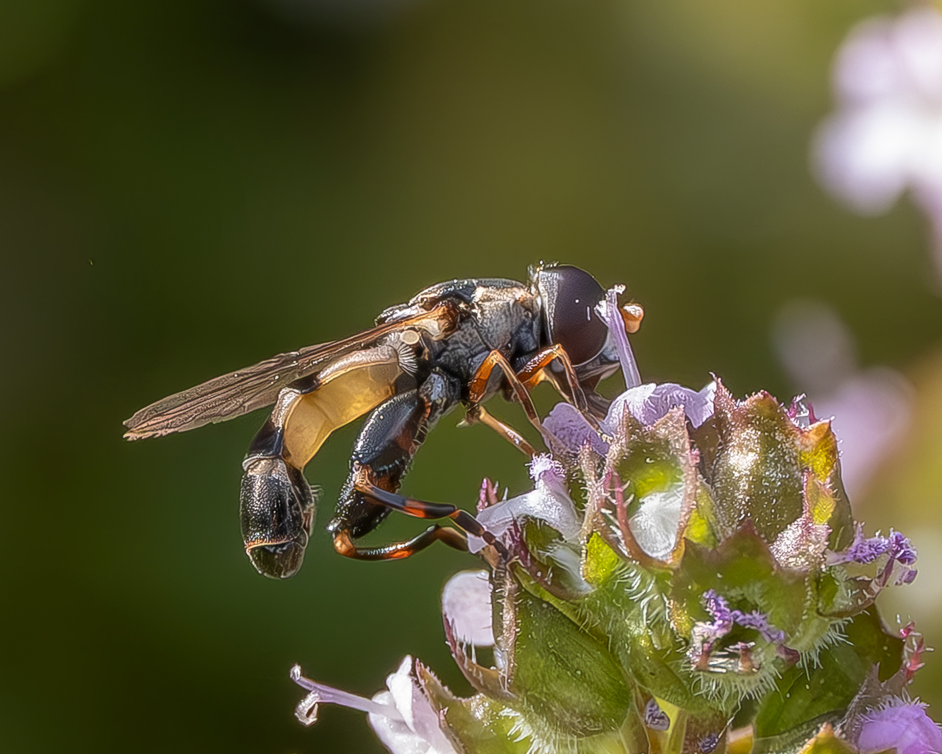 Thick-legged Hover Fly (Syritta pipiens), Kjargaard Road
