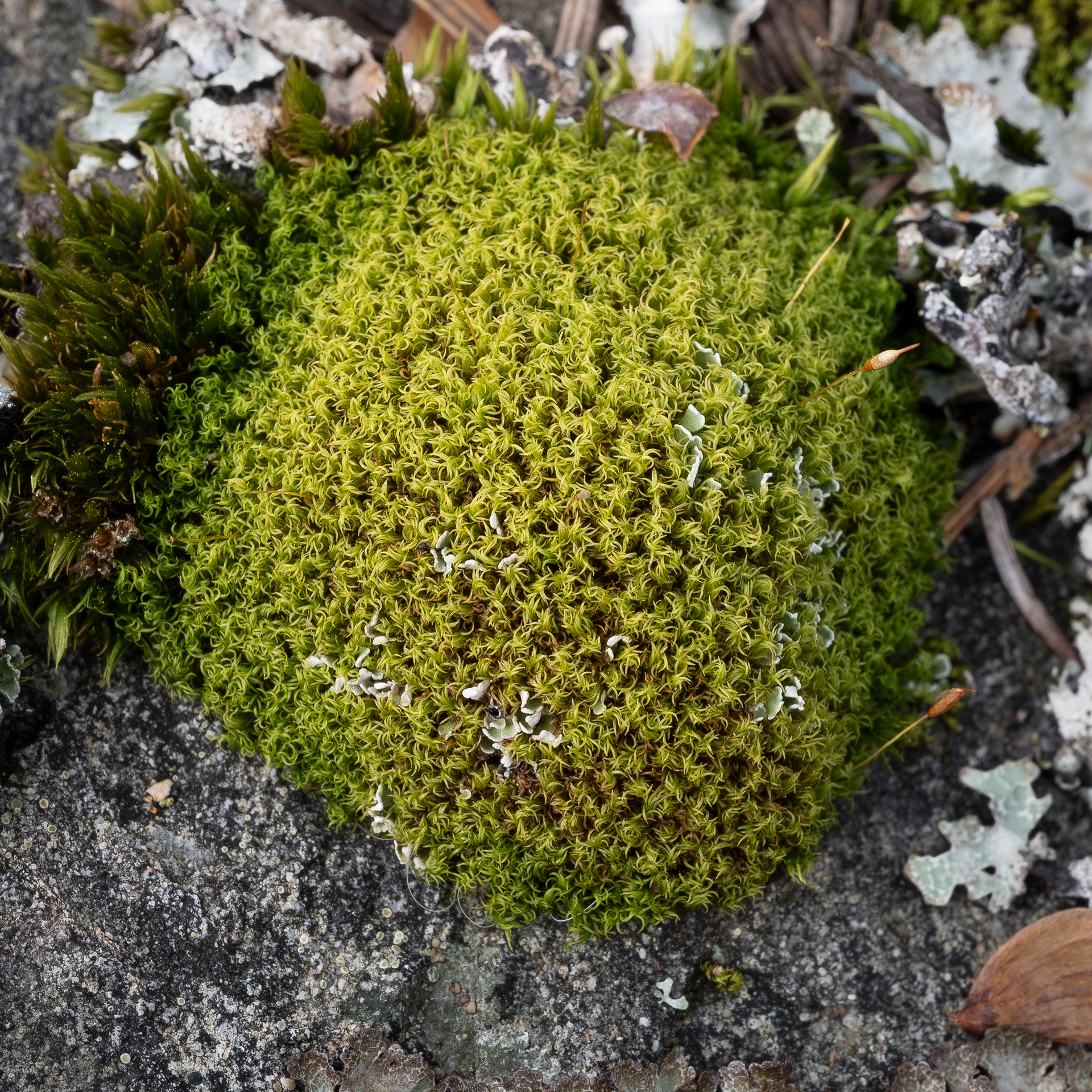 Common Pincushion (Dicranoweisia cirrata), Richardson
