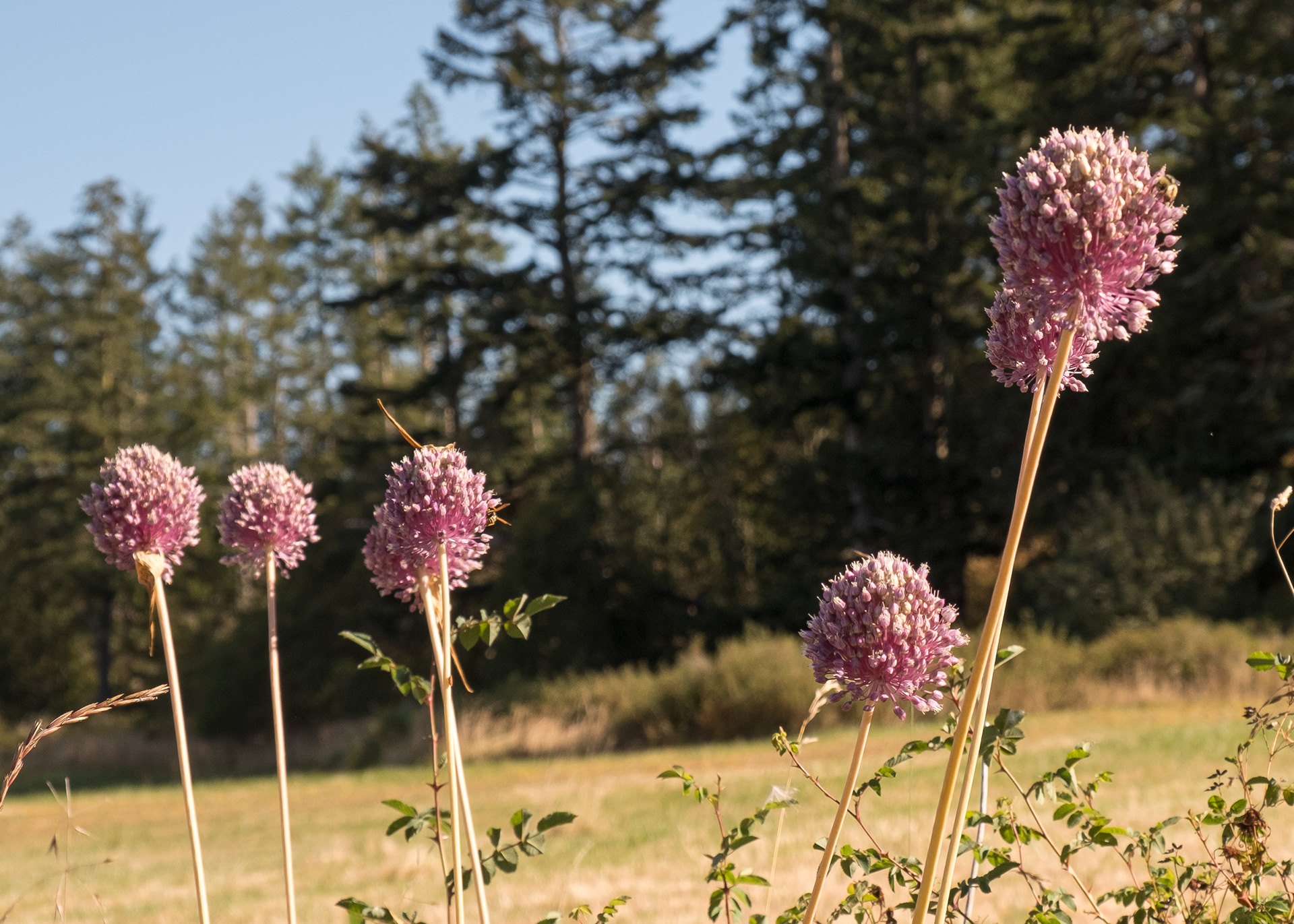 Wild leek (Allium ampeloprasum), Lopez Hill