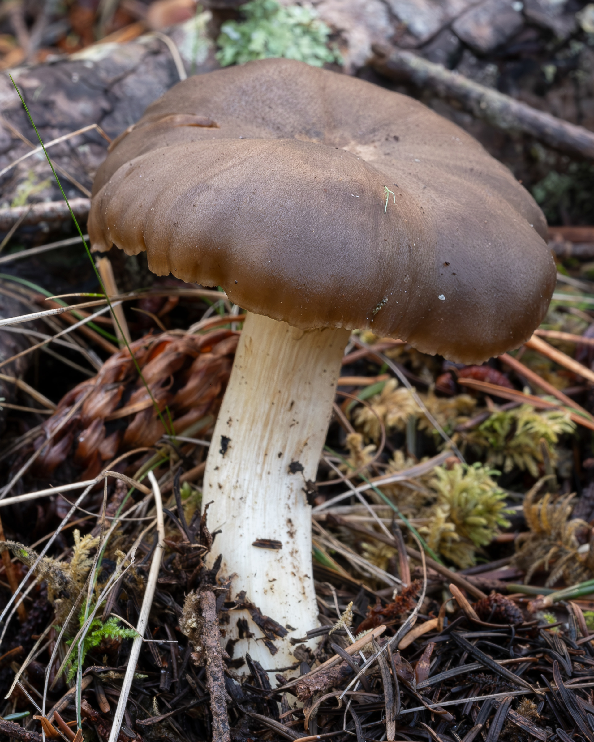 Entoloma livisoalbum, Point Colville