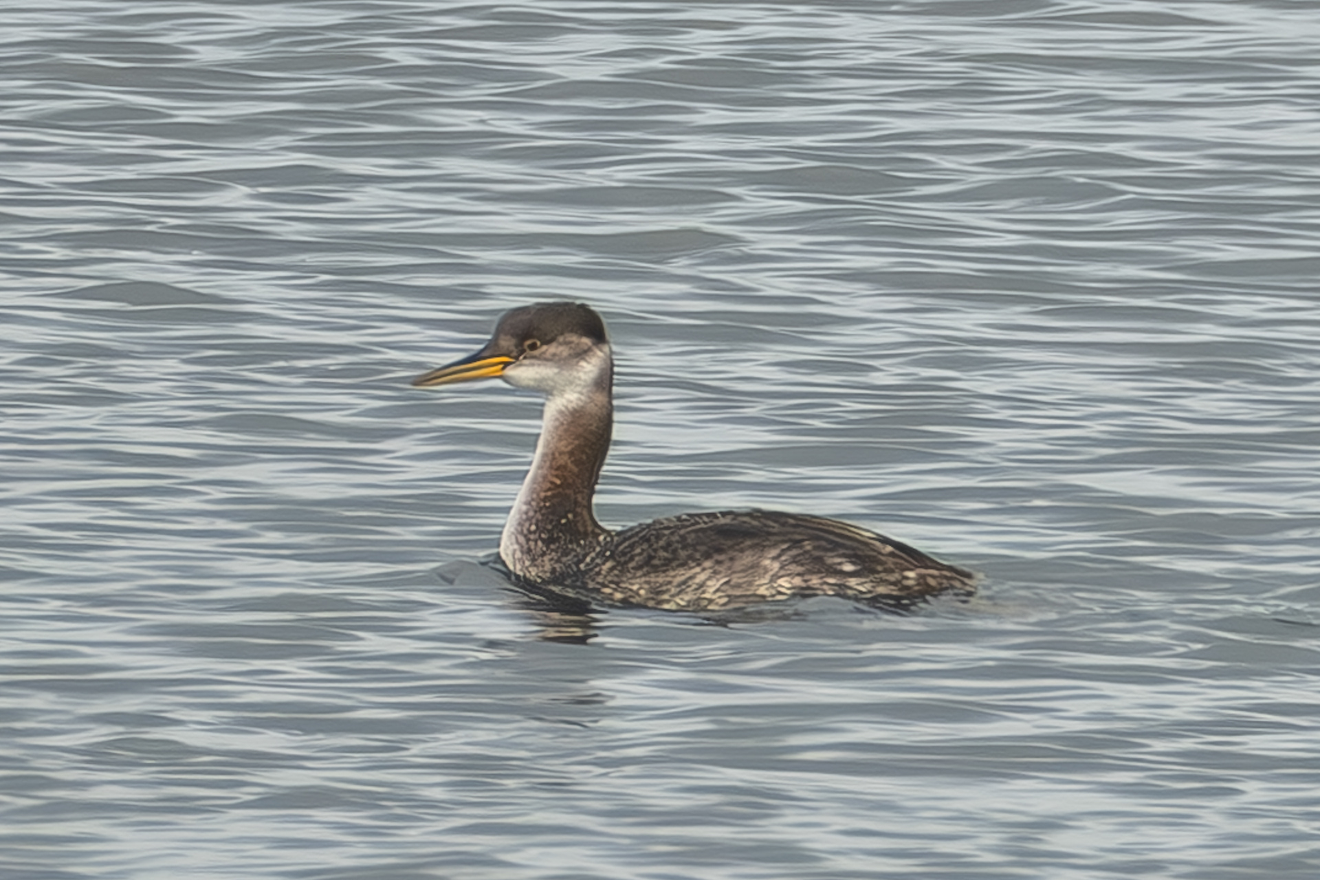Red-necked Grebe, Iceberg Point