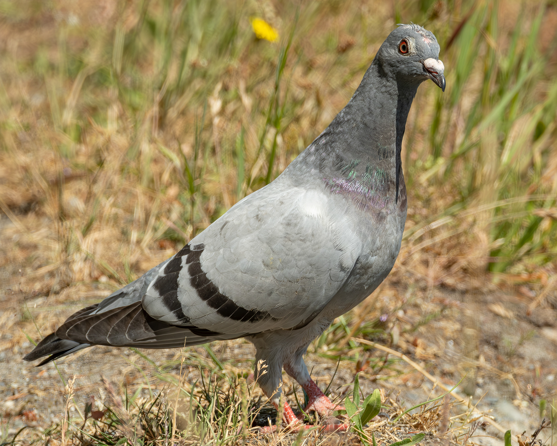 Rock Pigeon, Spencer Spit