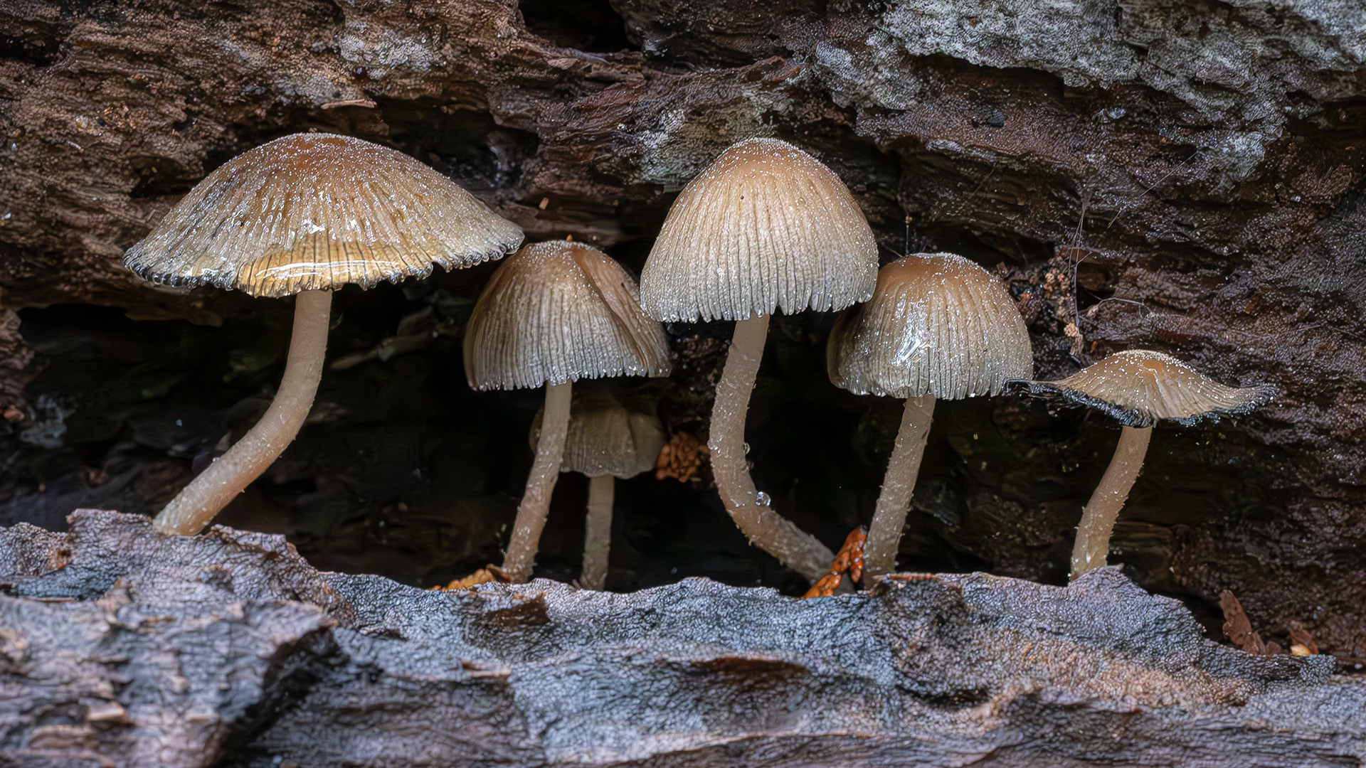 Mica Caps (Coprinellus micaceus) , Hummel Lake