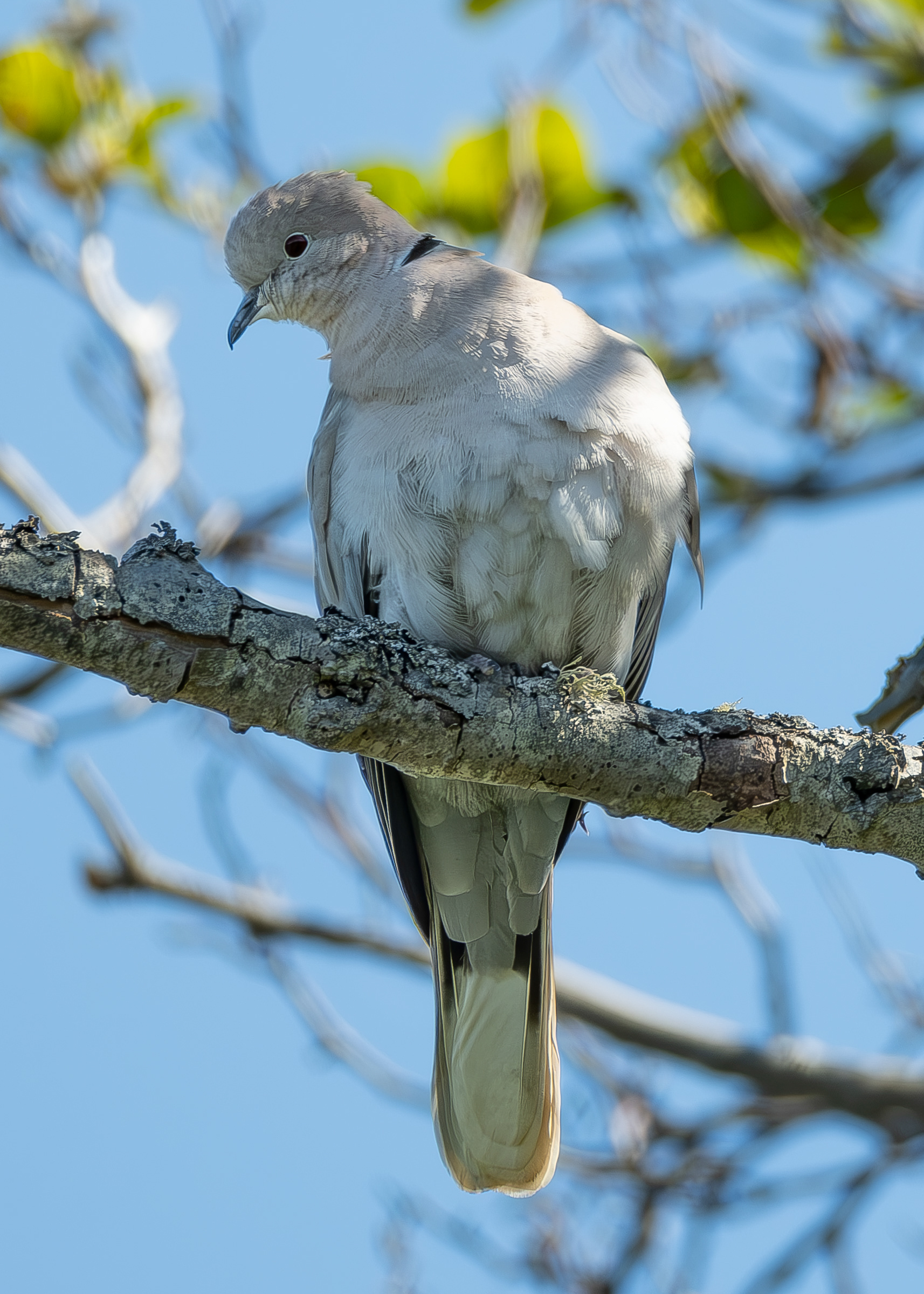Eurasian Collared-Dove, Agate Beach